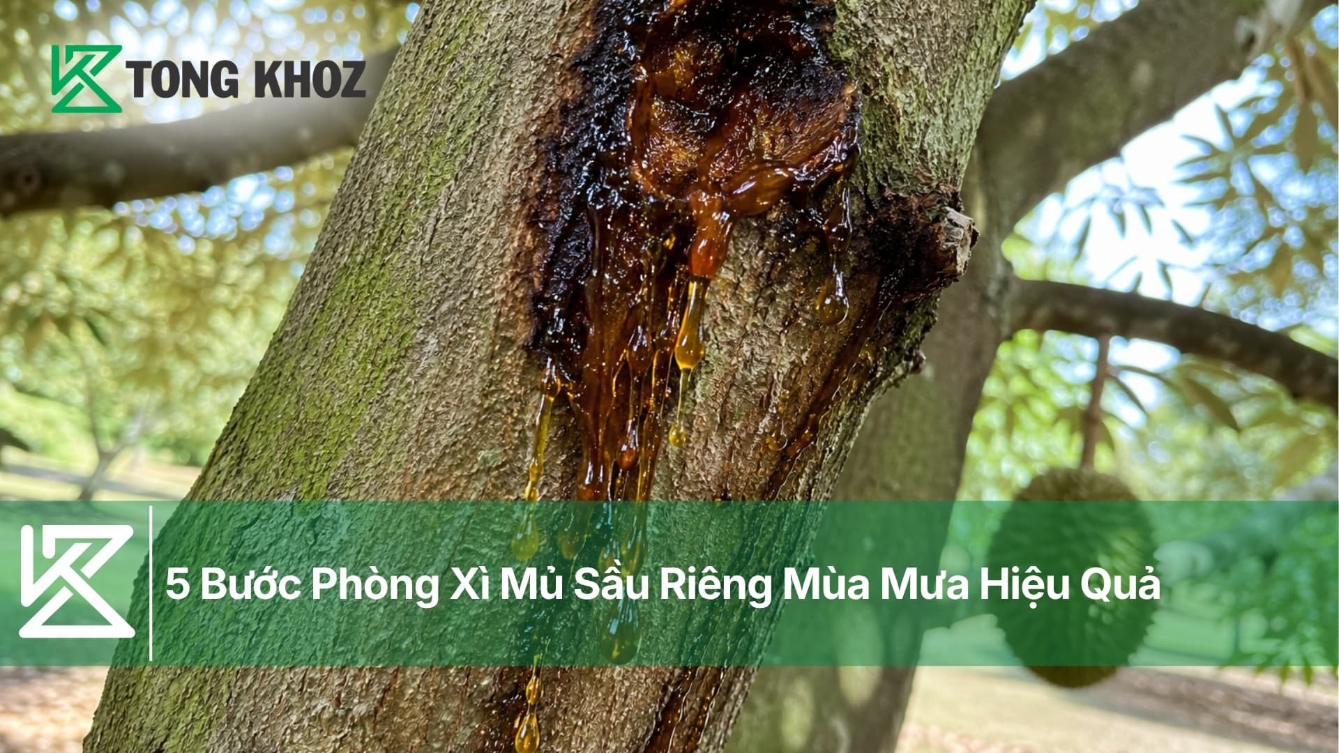 5 Bước Phòng Xì Mủ Sầu Riêng Mùa Mưa Hiệu Quả