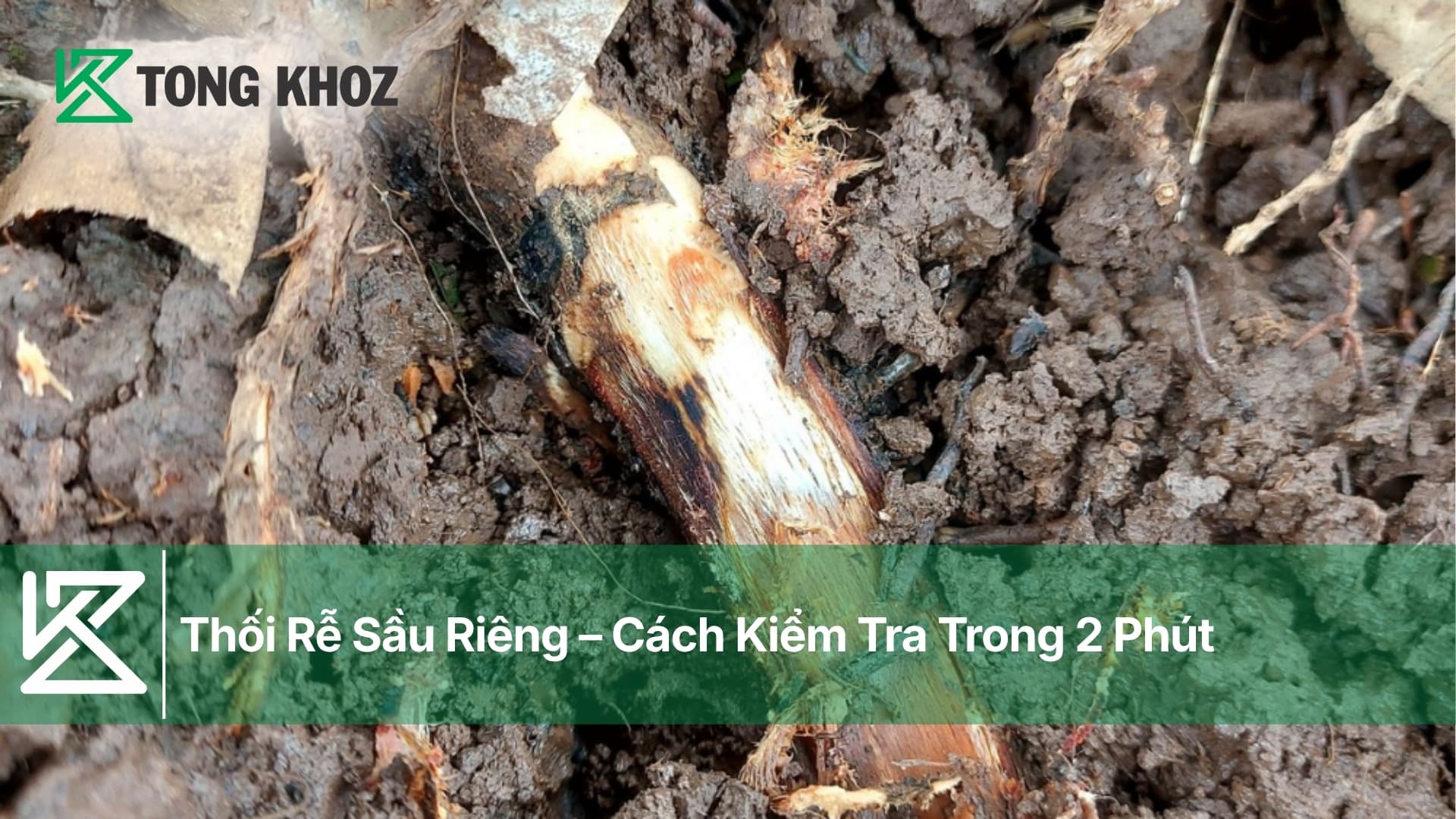 Thối Rễ Sầu Riêng – Cách Kiểm Tra Trong 2 Phút