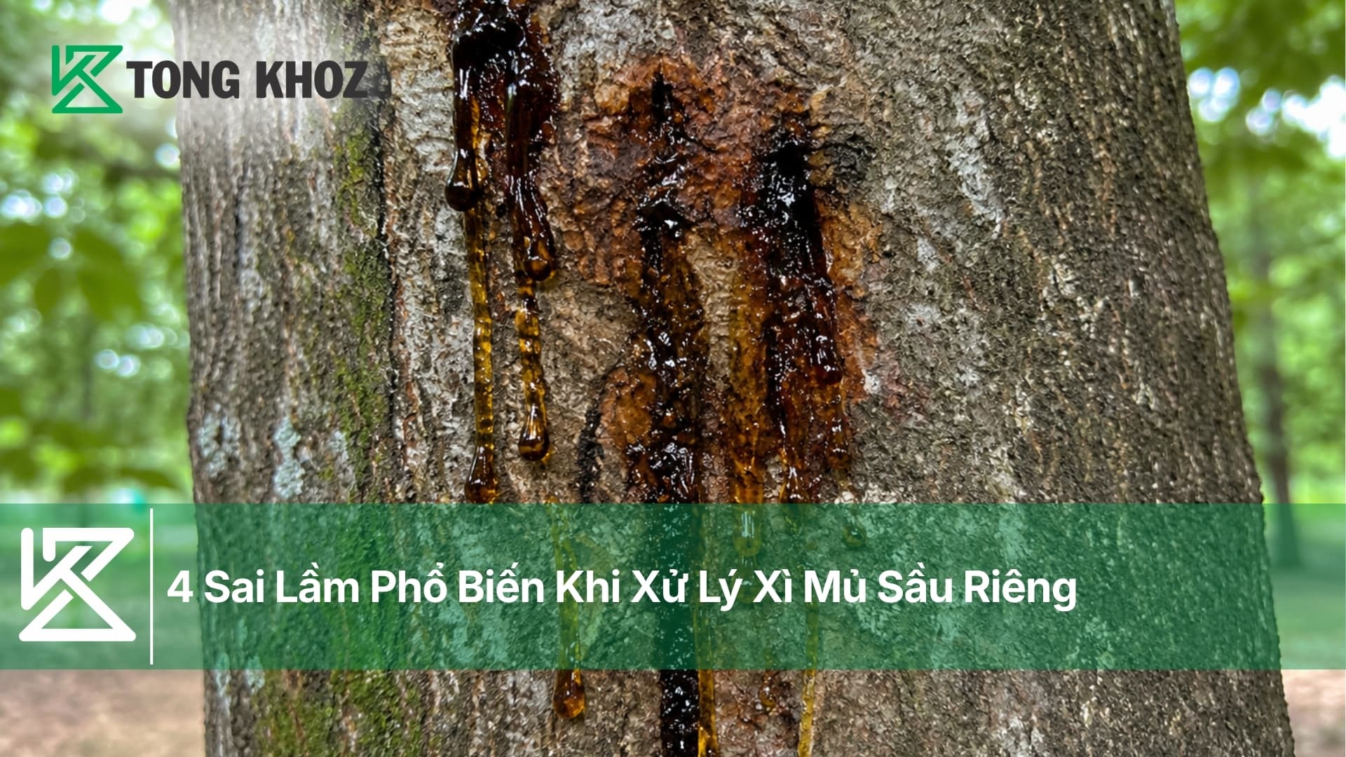 4 Sai Lầm Phổ Biến Khi Xử Lý Xì Mủ Sầu Riêng