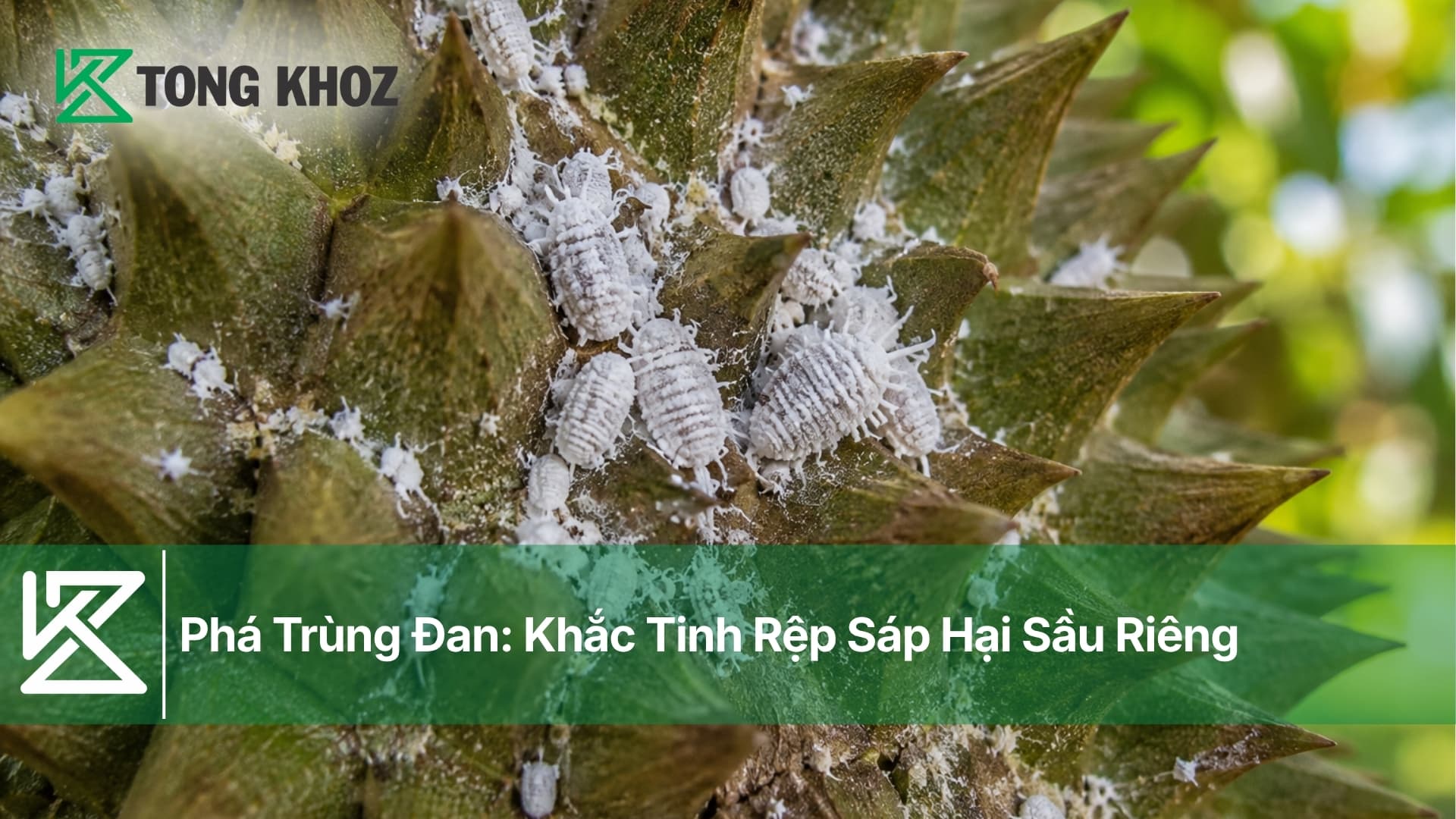 Phá Trùng Đan: Khắc Tinh Rệp Sáp Hại Sầu Riêng