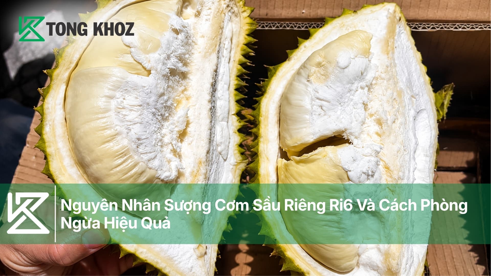 Nguyên Nhân Sượng Cơm Sầu Riêng Ri6 Và Cách Phòng Ngừa Hiệu Quả