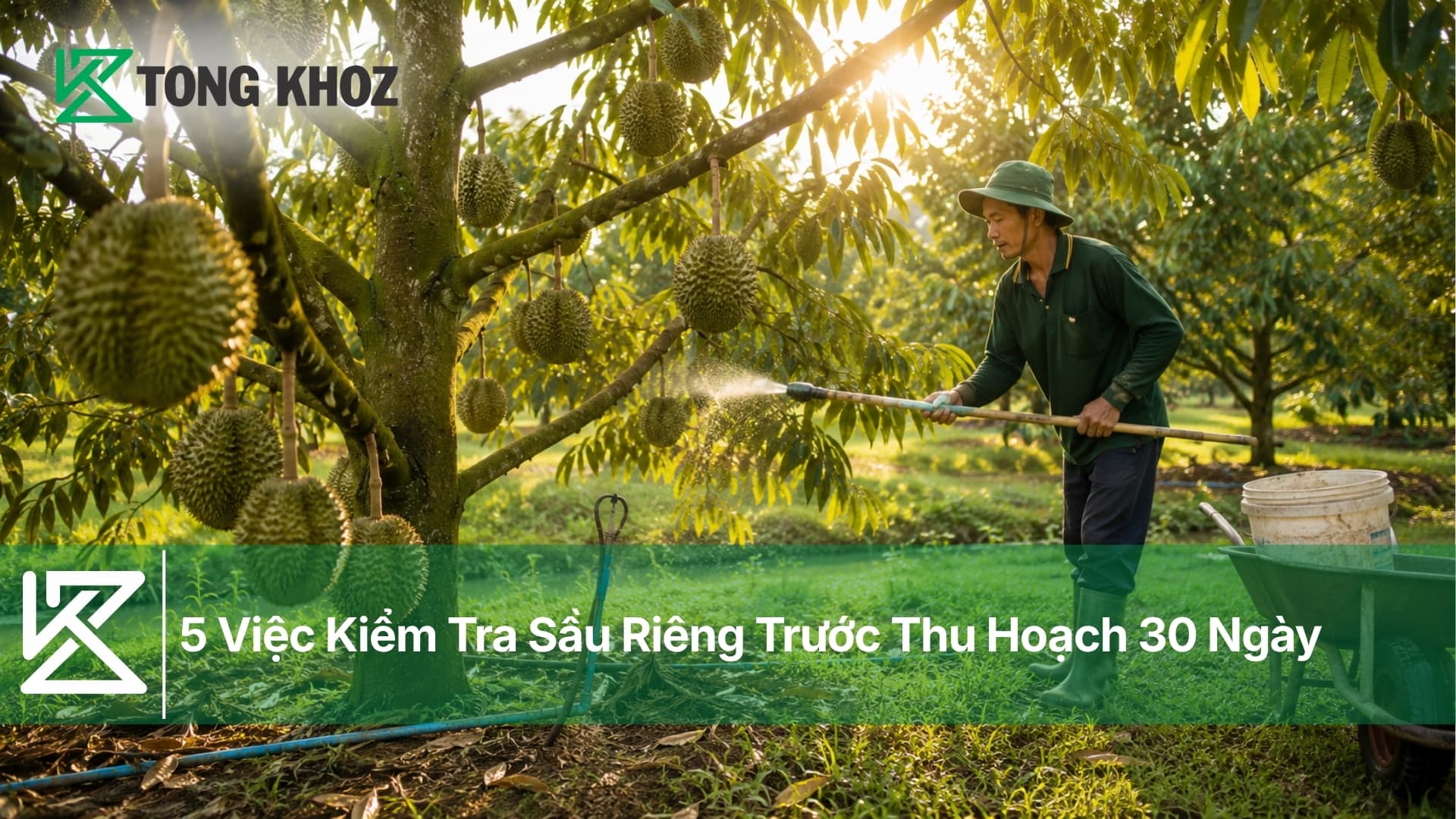5 Việc Kiểm Tra Sầu Riêng Trước Thu Hoạch 30 Ngày
