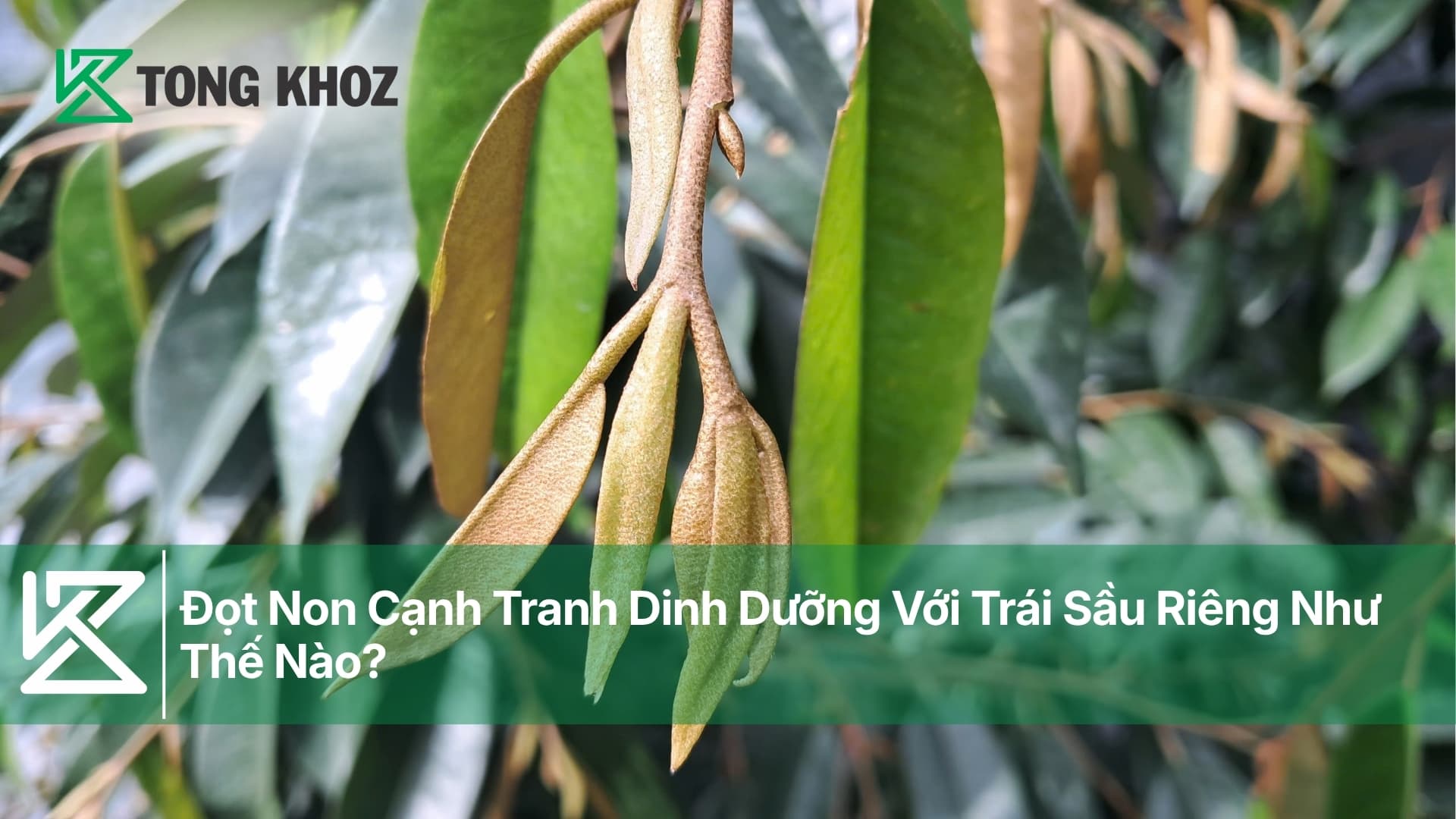 Đọt Non Cạnh Tranh Dinh Dưỡng Với Trái Sầu Riêng Như Thế Nào?