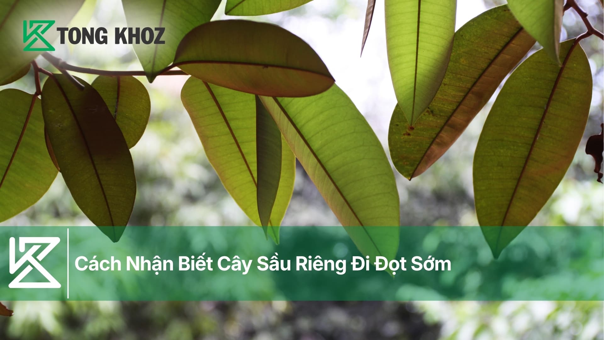 Cách Nhận Biết Cây Sầu Riêng Đi Đọt Sớm