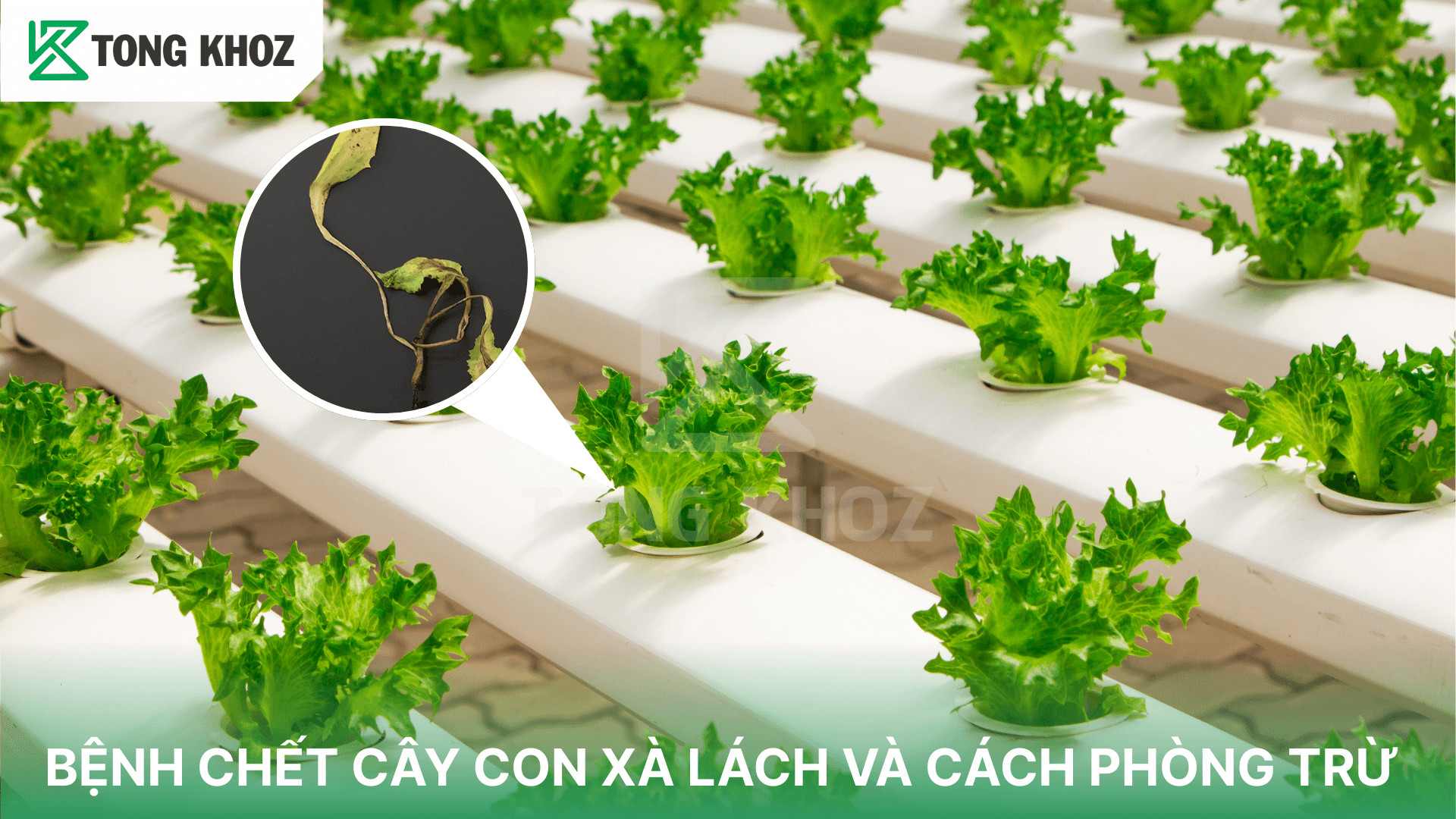 BỆNH CHẾT CÂY CON XÀ LÁCH VÀ CÁCH PHÒNG TRỪ