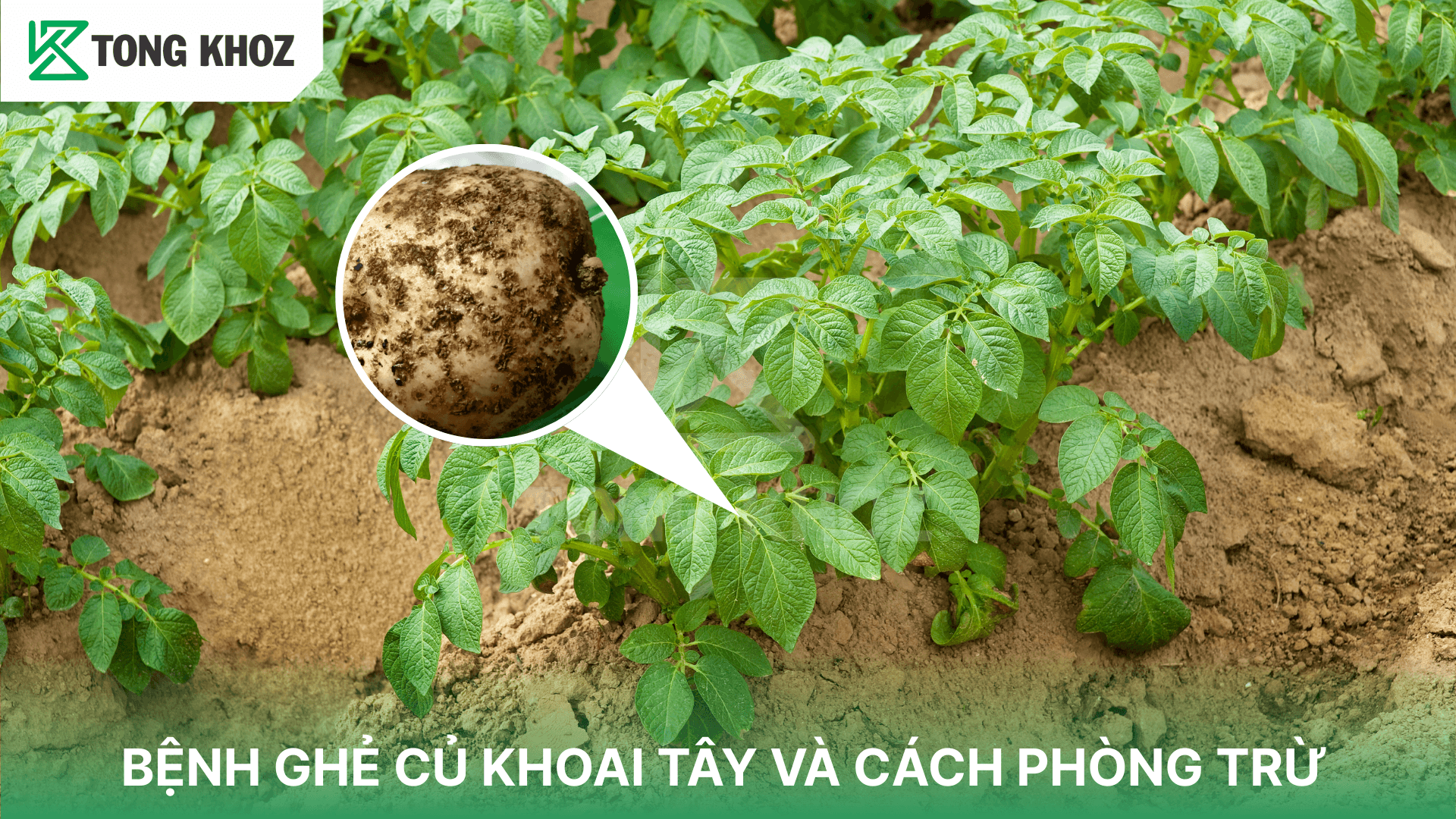 BỆNH GHẺ CỦ KHOAI TÂY VÀ CÁCH PHÒNG TRỪ