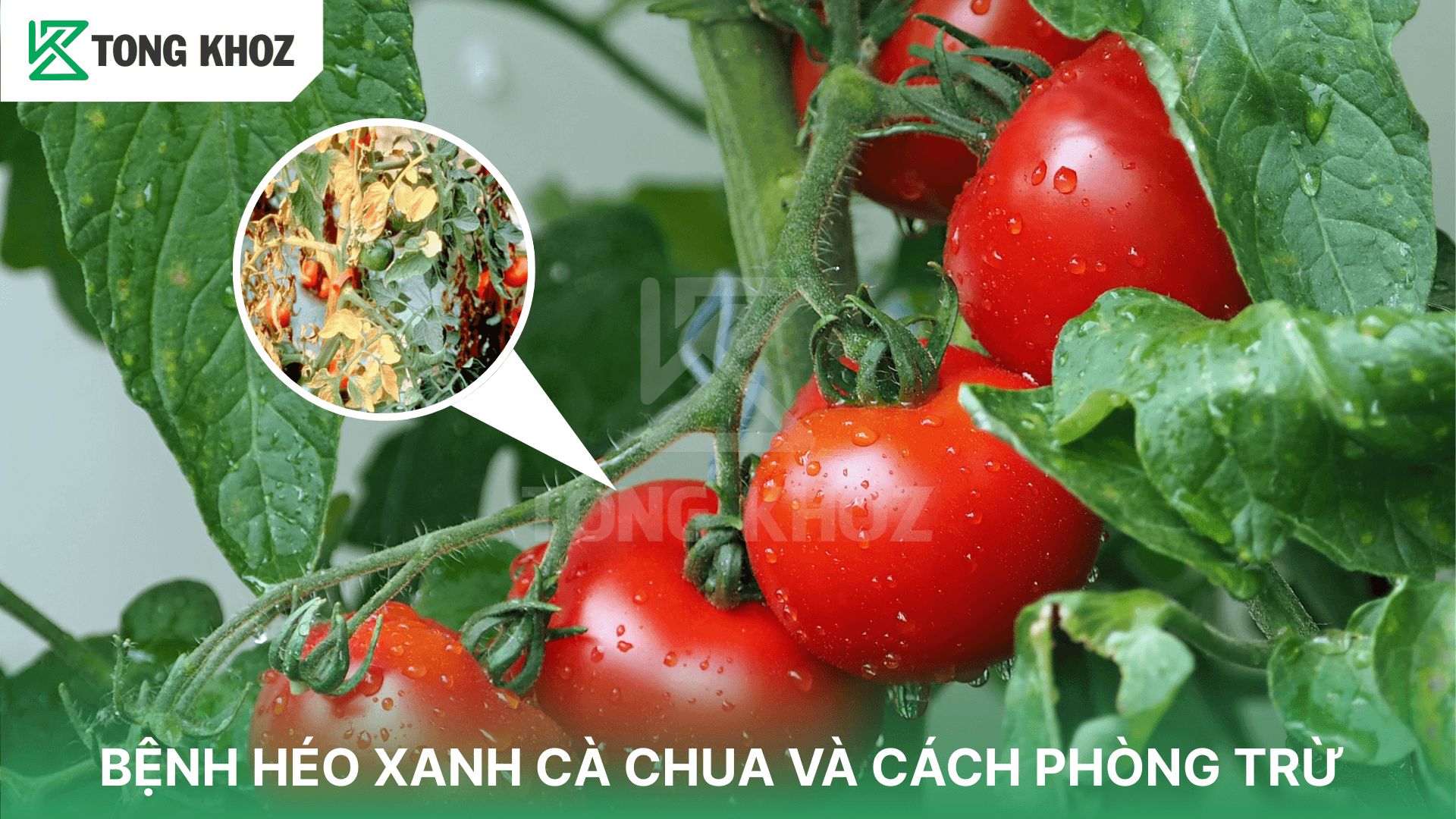 BỆNH HÉO XANH CÀ CHUA VÀ CÁCH PHÒNG TRỪ