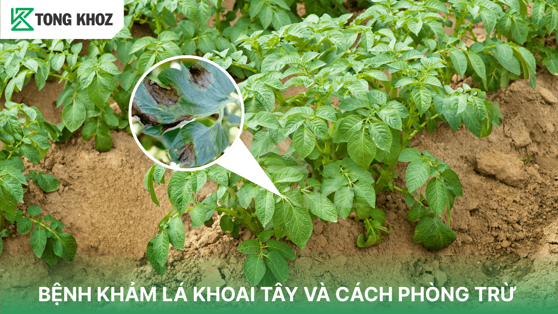 BỆNH KHẢM LÁ KHOAI TÂY VÀ CÁCH PHÒNG TRỪ