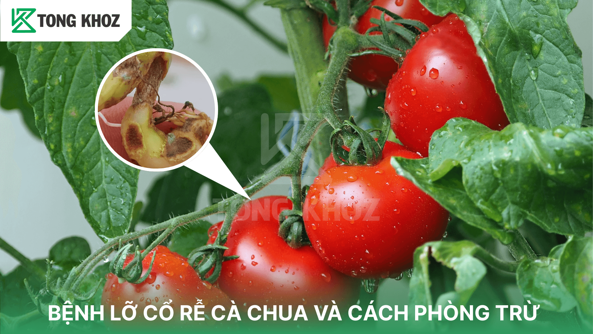 BỆNH LỞ CỔ RỄ CÀ CHUA VÀ CÁCH PHÒNG TRỪ