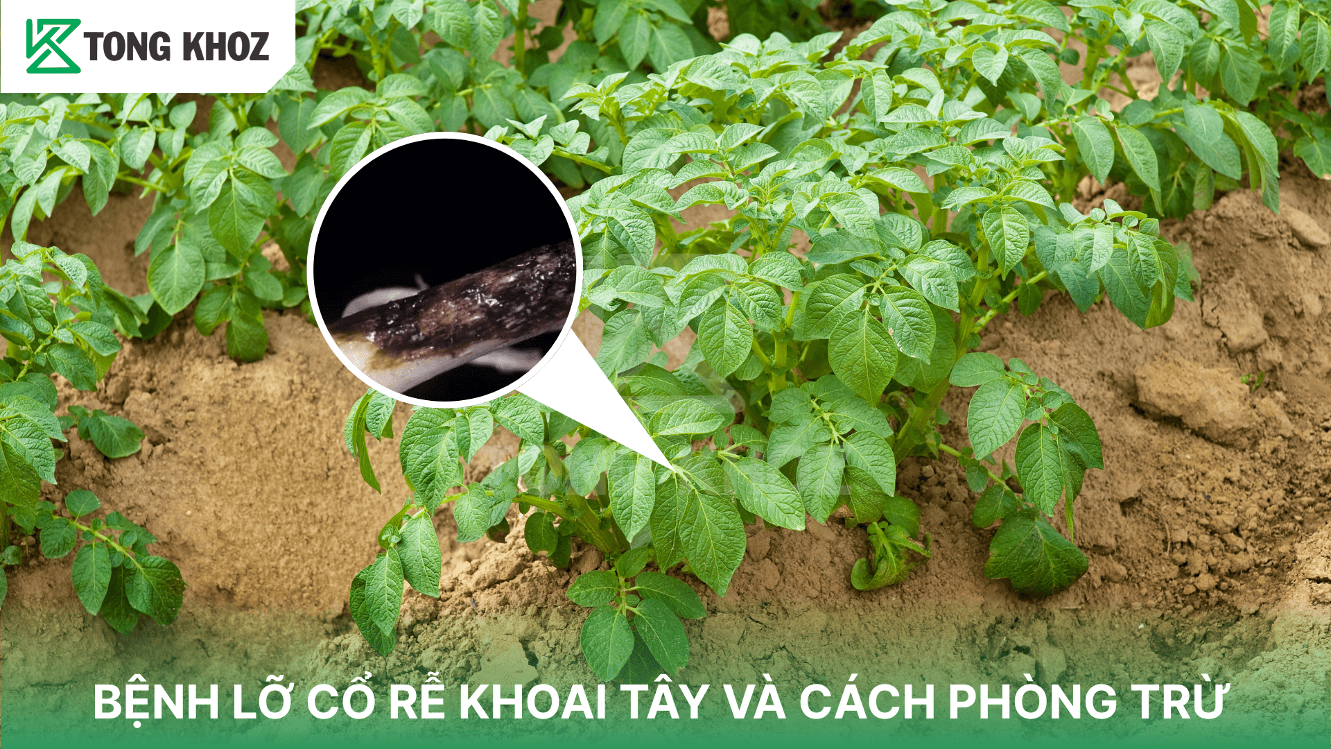 BỆNH LỞ CỔ RỄ KHOAI TÂY VÀ CÁCH PHÒNG TRỪ