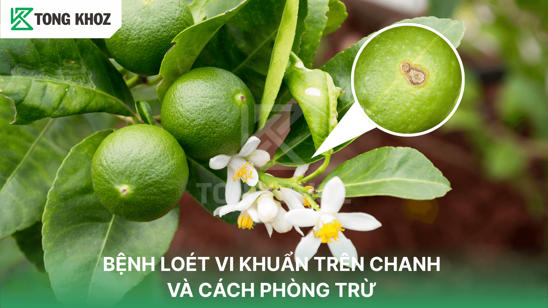 BỆNH LOÉT VI KHUẨN TRÊN CHANH VÀ CÁCH PHÒNG TRỪ