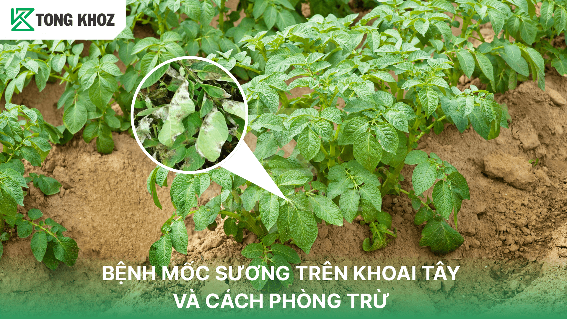 BỆNH MỐC SƯƠNG TRÊN KHOAI TÂY VÀ CÁCH PHÒNG TRỪ