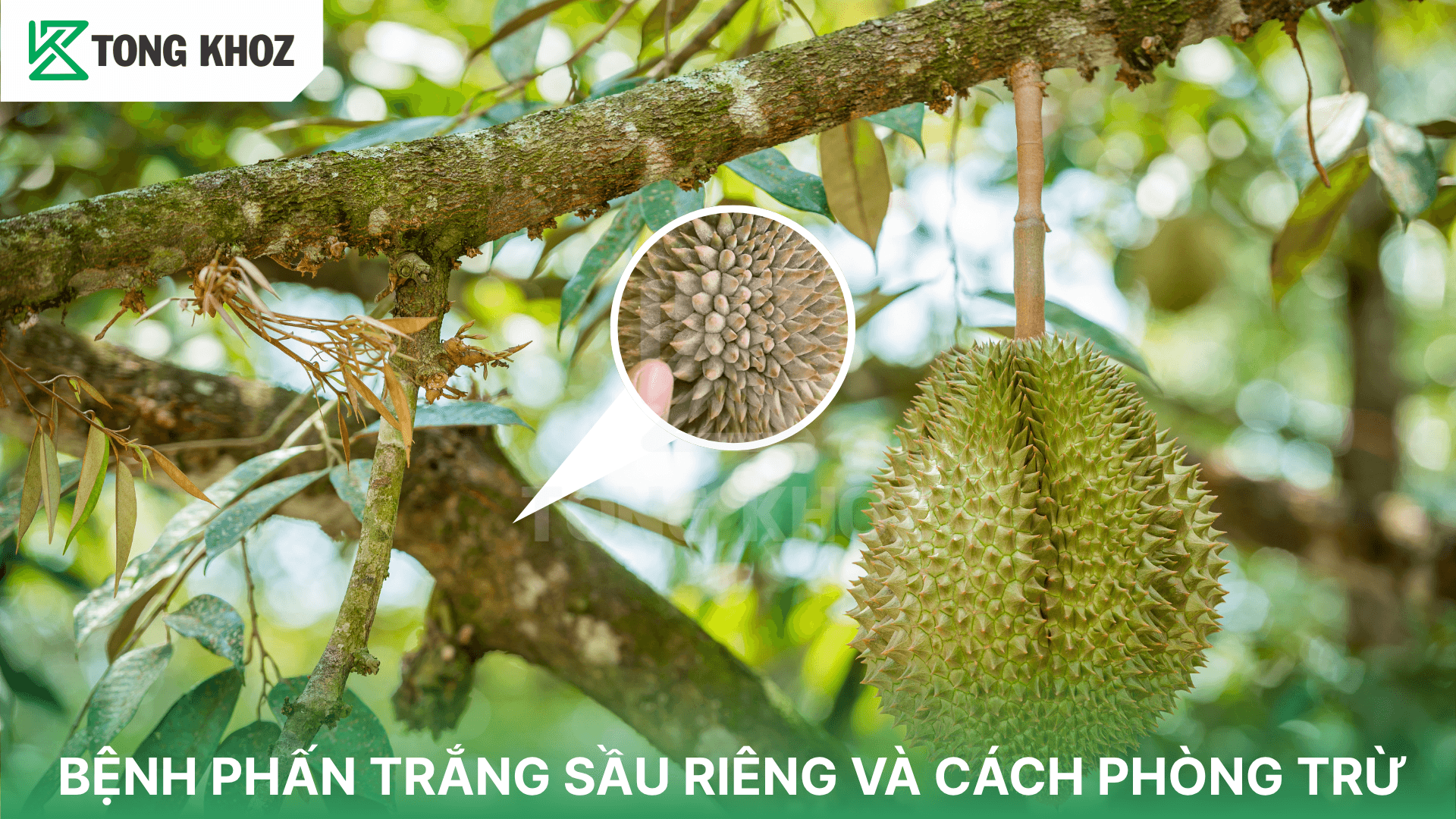 BỆNH PHẤN TRẮNG SẦU RIÊNG VÀ CÁCH PHÒNG TRỪ