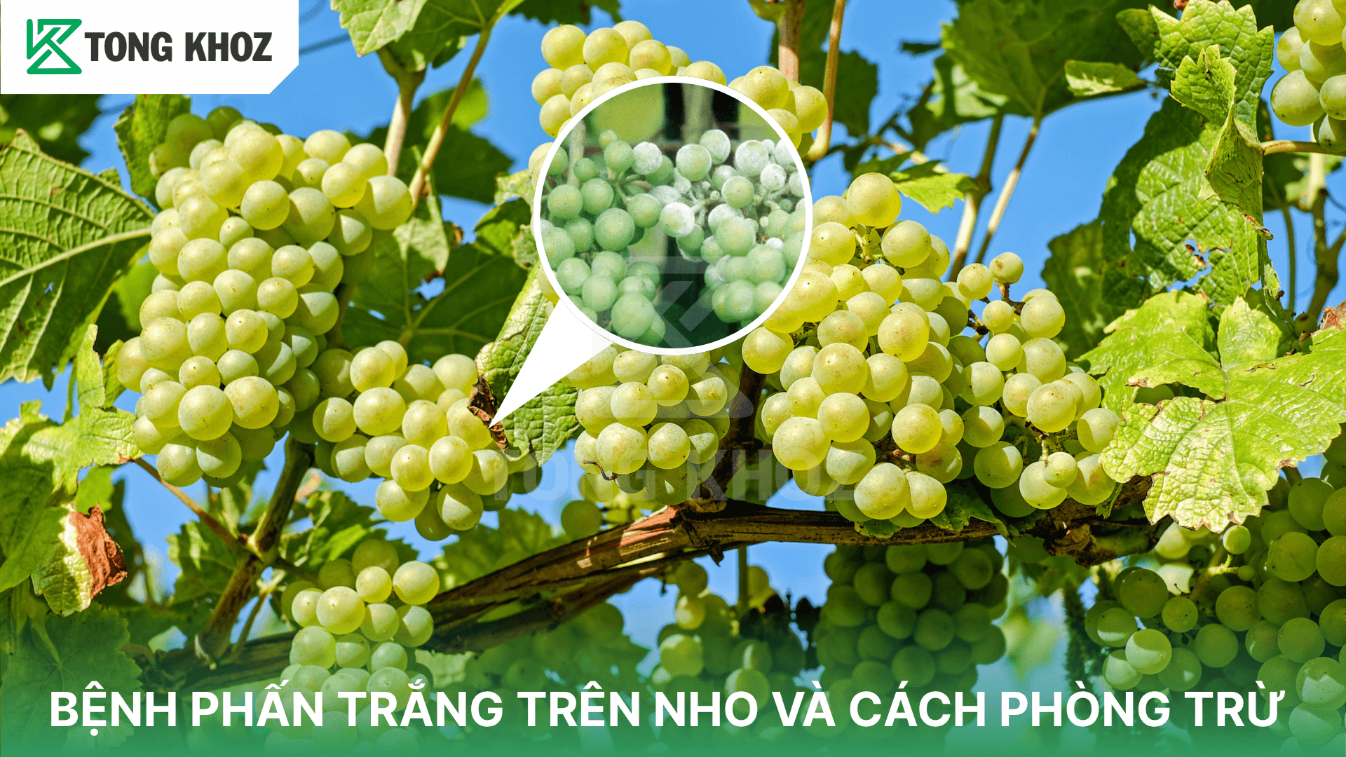 BỆNH PHẤN TRẮNG TRÊN NHO VÀ CÁCH PHÒNG TRỪ