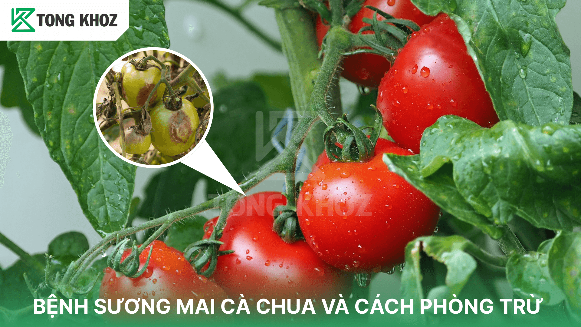 BỆNH SƯƠNG MAI CÀ CHUA VÀ CÁCH PHÒNG TRỪ