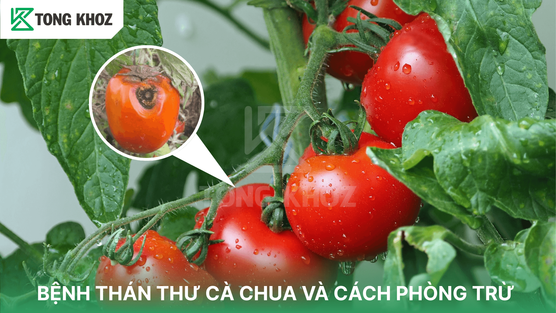 BỆNH THÁN THƯ CÀ CHUA VÀ CÁCH PHÒNG TRỪ