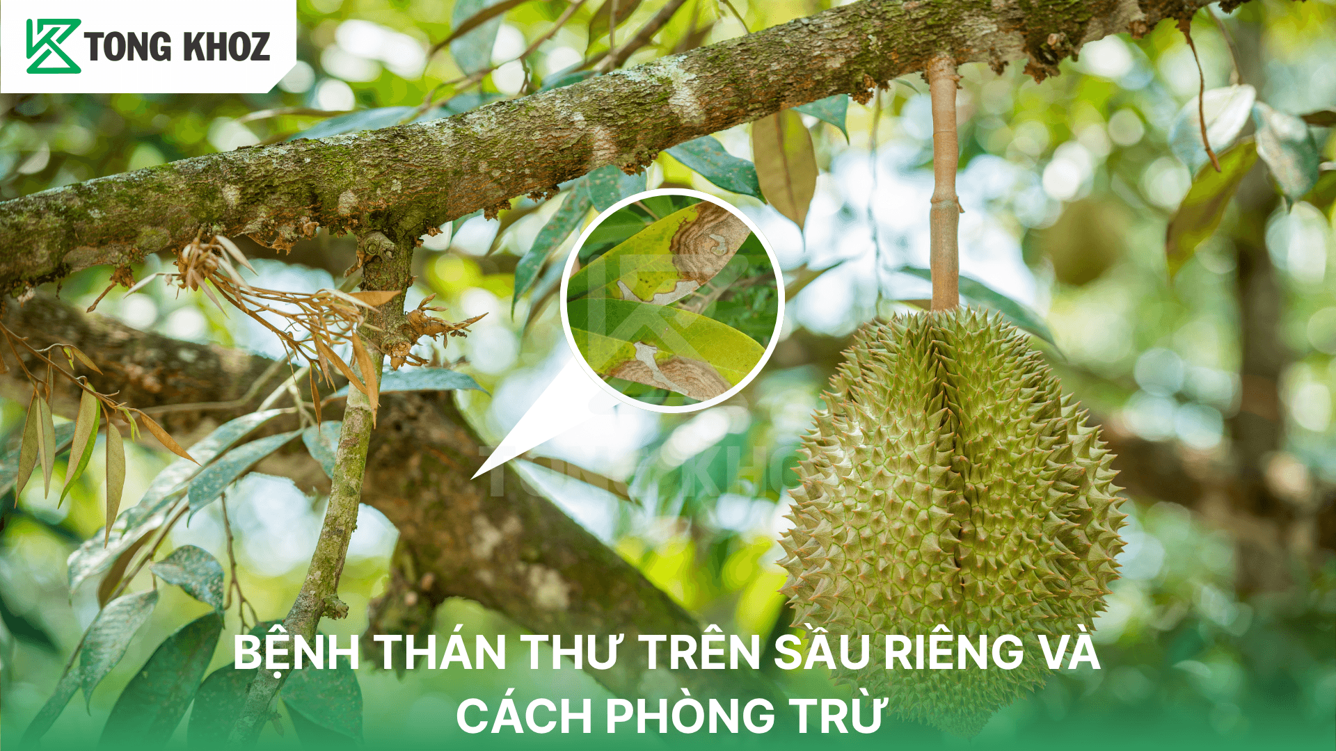 BỆNH THÁN THƯ TRÊN SẦU RIÊNG VÀ CÁCH PHÒNG TRỪ