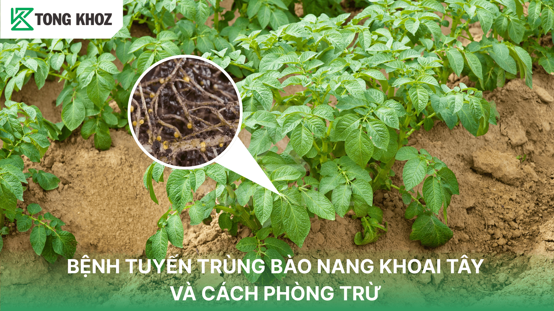 BỆNH TUYẾN TRÙNG BÀO NANG KHOAI TÂY VÀ CÁCH PHÒNG TRỪ