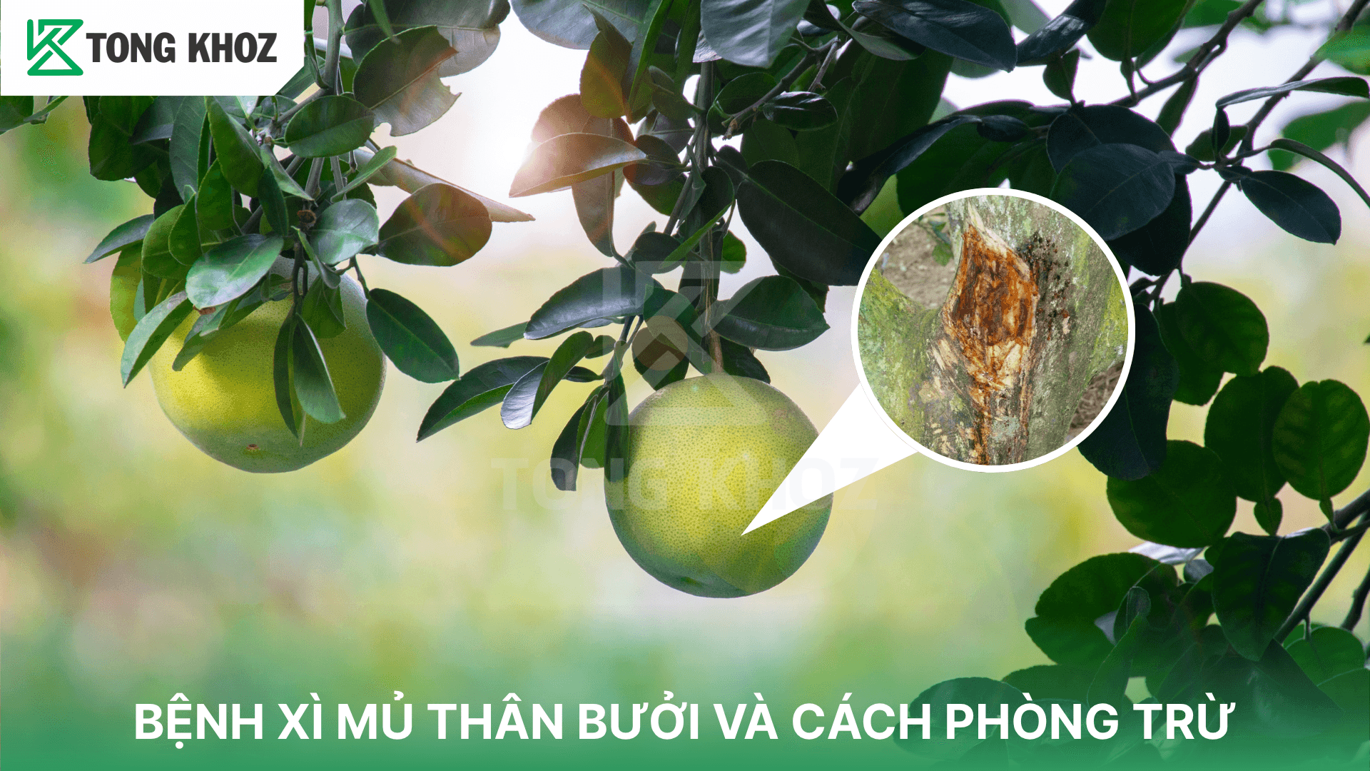 BỆNH XÌ MỦ THÂN BƯỞI VÀ CÁCH PHÒNG TRỪ