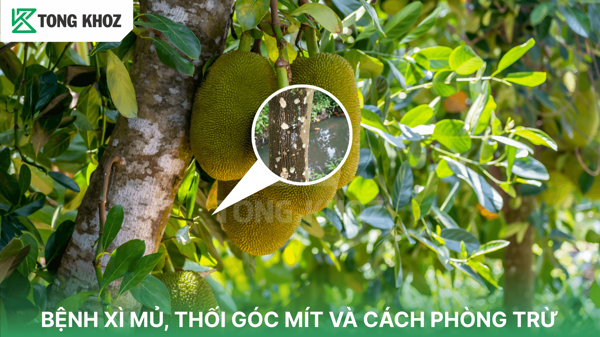 BỆNH XÌ MỦ, THỐI GÓC MÍT VÀ CÁCH PHÒNG TRỪ