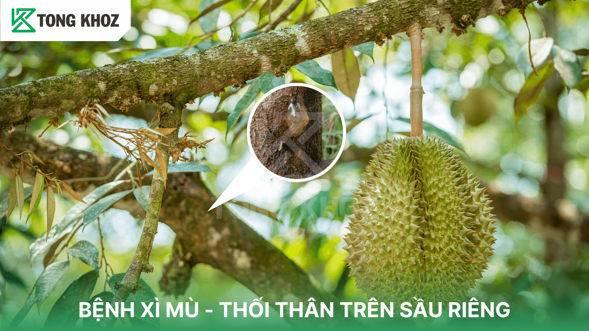 BỆNH XÌ MÙ – THỐI THÂN TRÊN SẦU RIÊNG