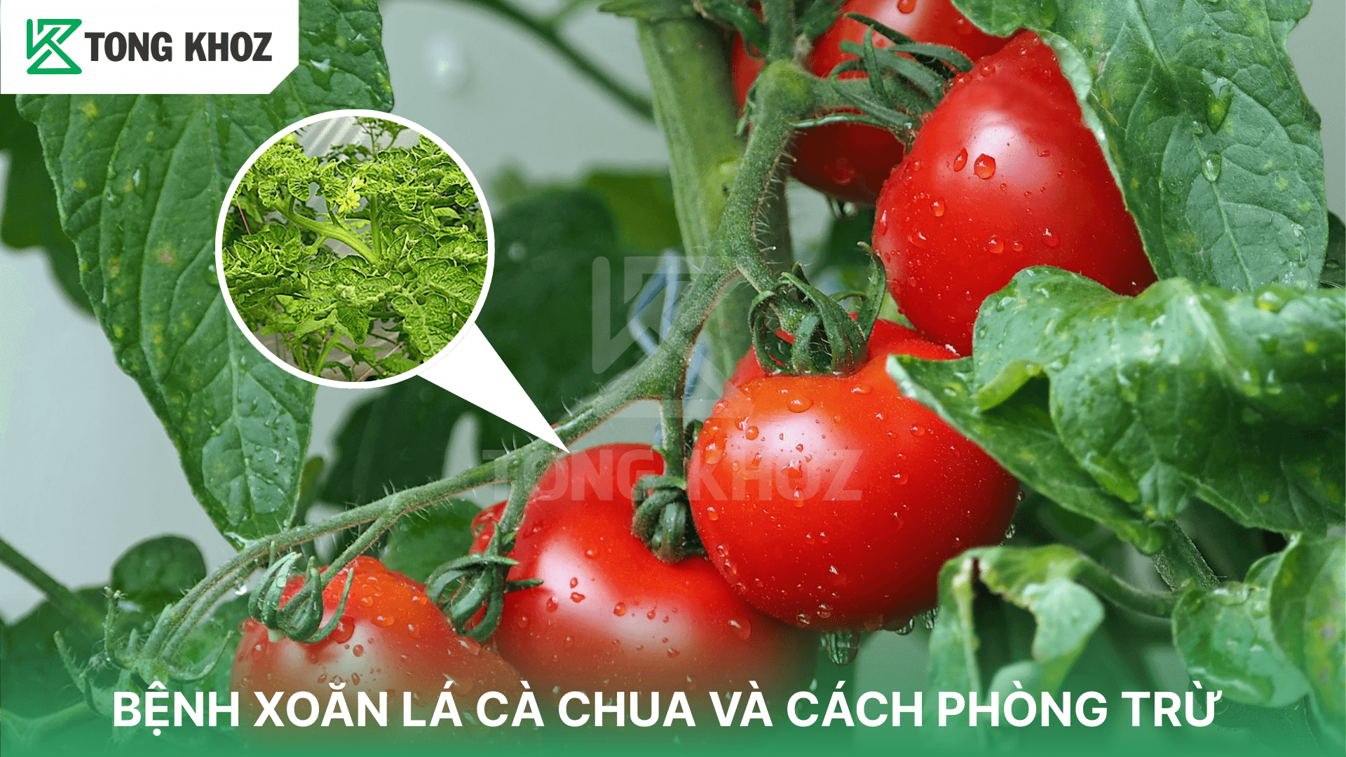 BỆNH XOĂN LÁ CÀ CHUA VÀ CÁCH PHÒNG TRỪ