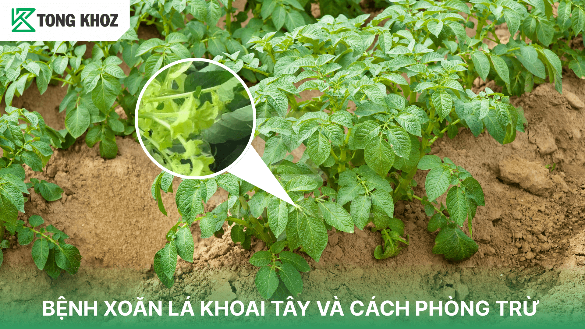 BỆNH XOĂN LÁ KHOAI TÂY VÀ CÁCH PHÒNG TRỪ