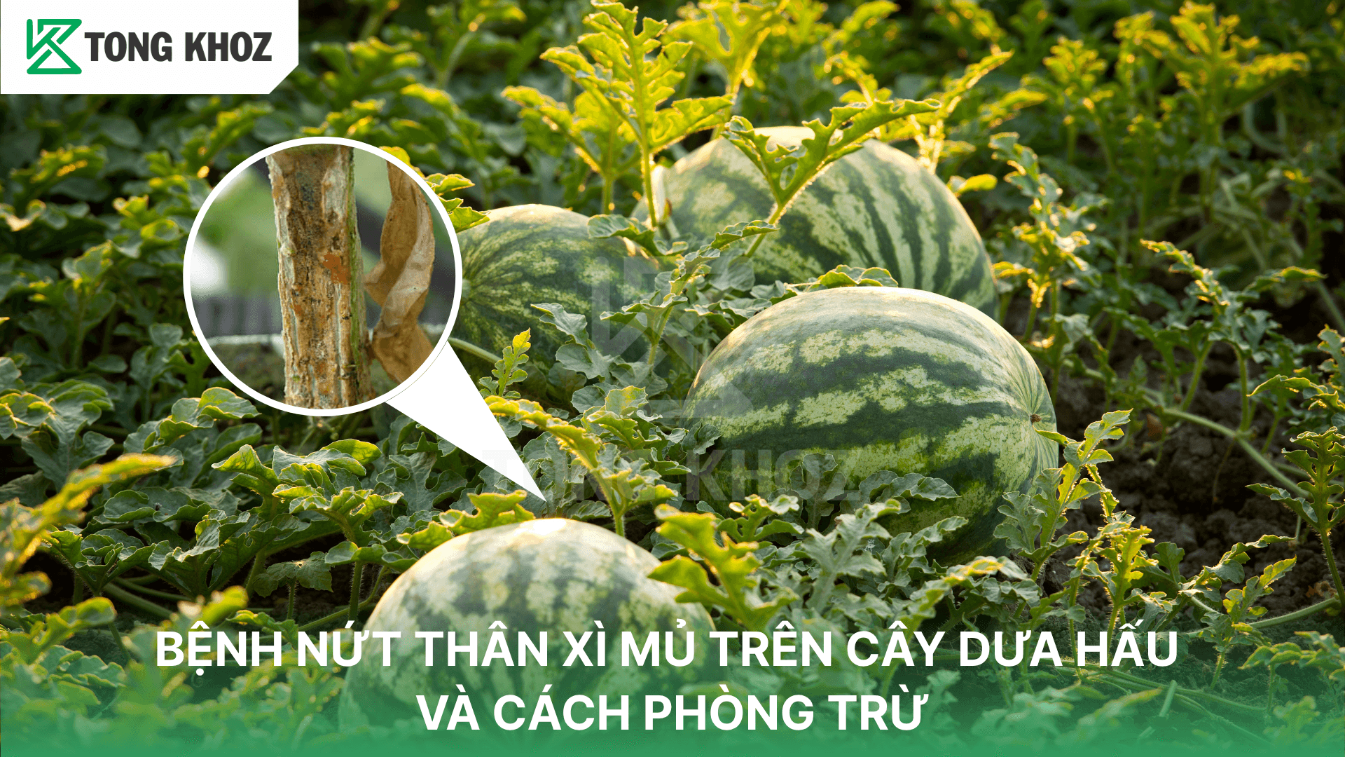 BỆNH NỨT THÂN XÌ MỦ TRÊN CÂY DƯA HẤU VÀ CÁCH PHÒNG TRỪ