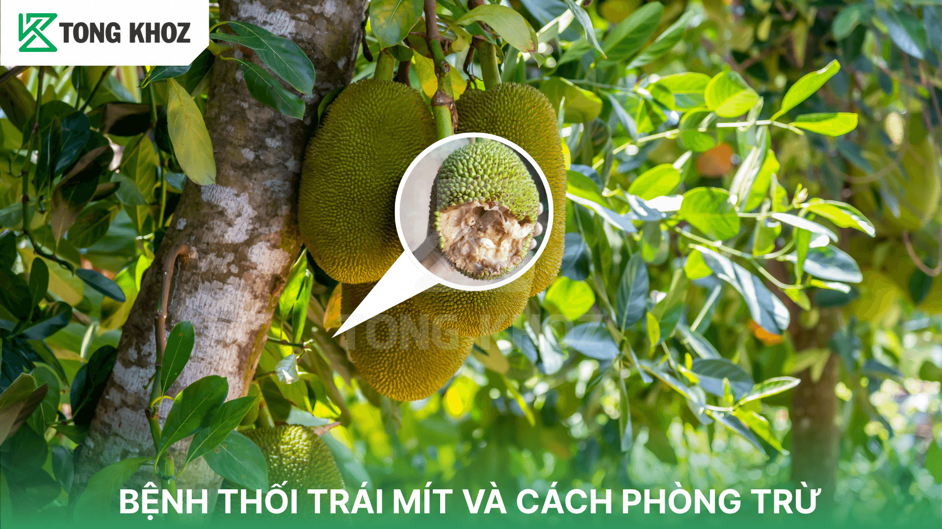 BỆNH THỐI TRÁI MÍT VÀ CÁCH PHÒNG TRỪ