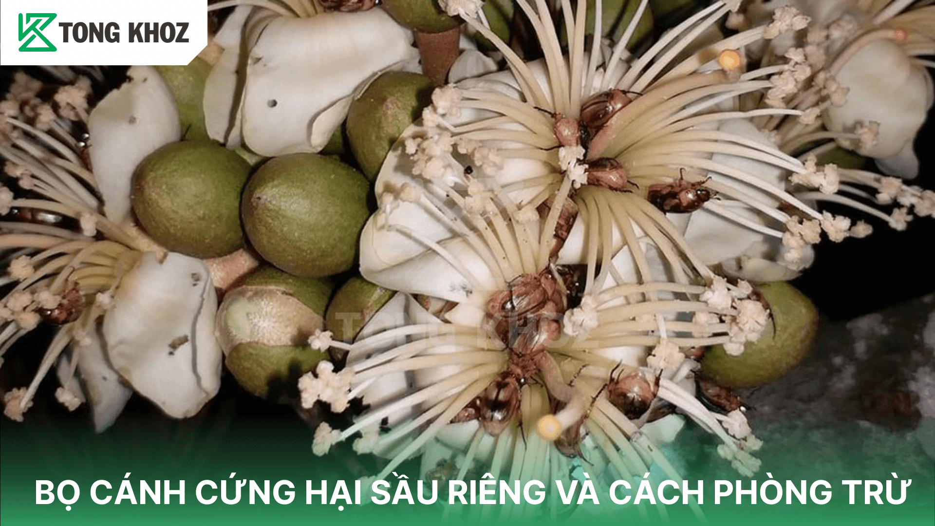 BỌ CÁNH CỨNG HẠI SẦU RIÊNG VÀ CÁCH PHÒNG TRỪ