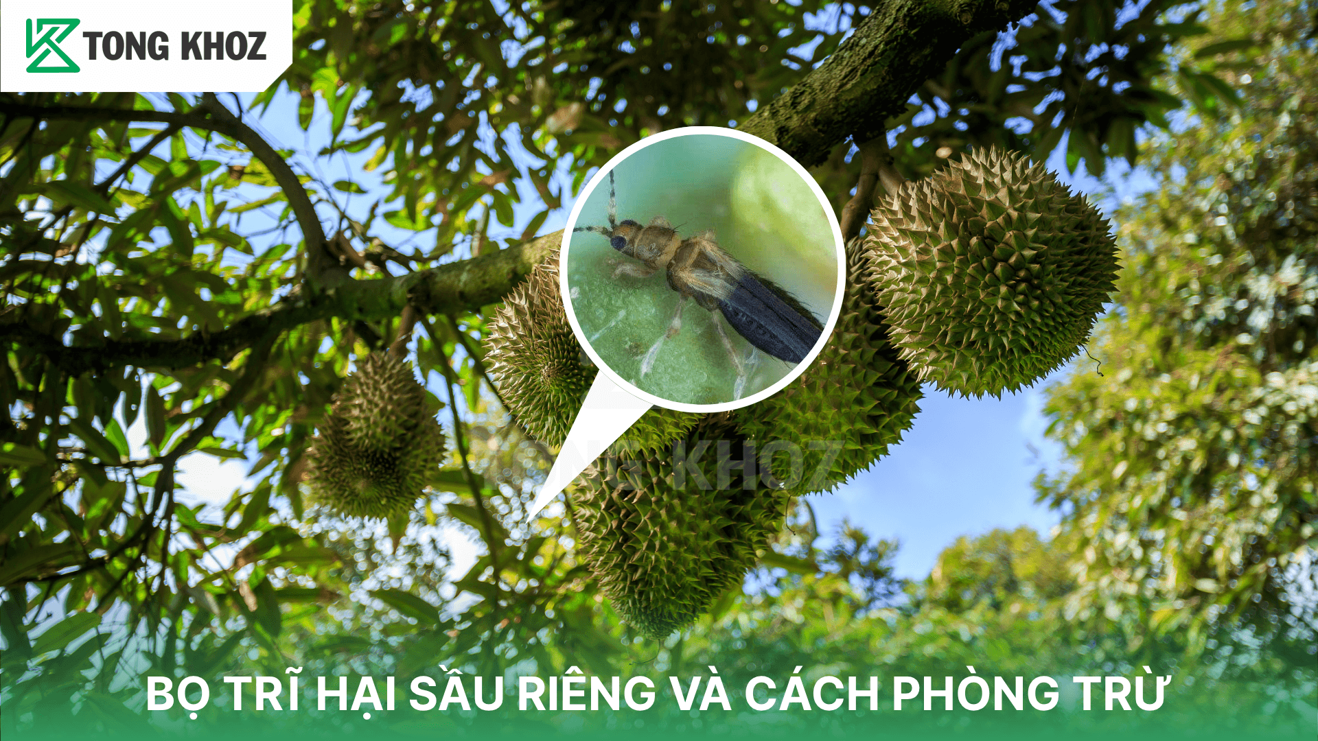 BỌ TRĨ HẠI SẦU RIÊNG VÀ CÁCH PHÒNG TRỪ