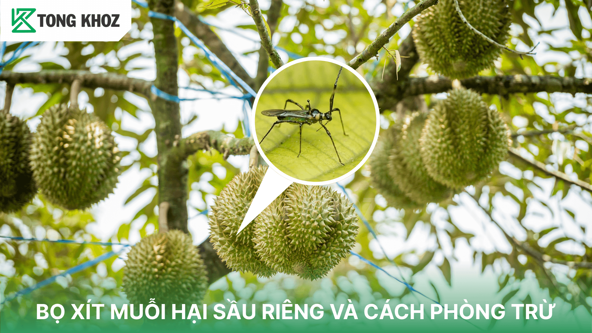 BỌ XÍT MUỖI HẠI SẦU RIÊNG VÀ CÁCH PHÒNG TRỪ