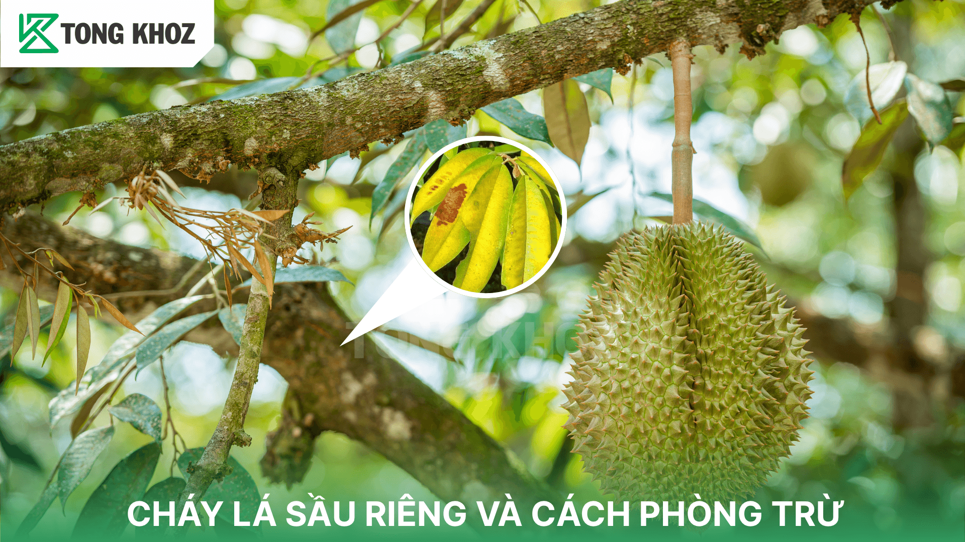 CHÁY LÁ SẦU RIÊNG VÀ CÁCH PHÒNG TRỪ