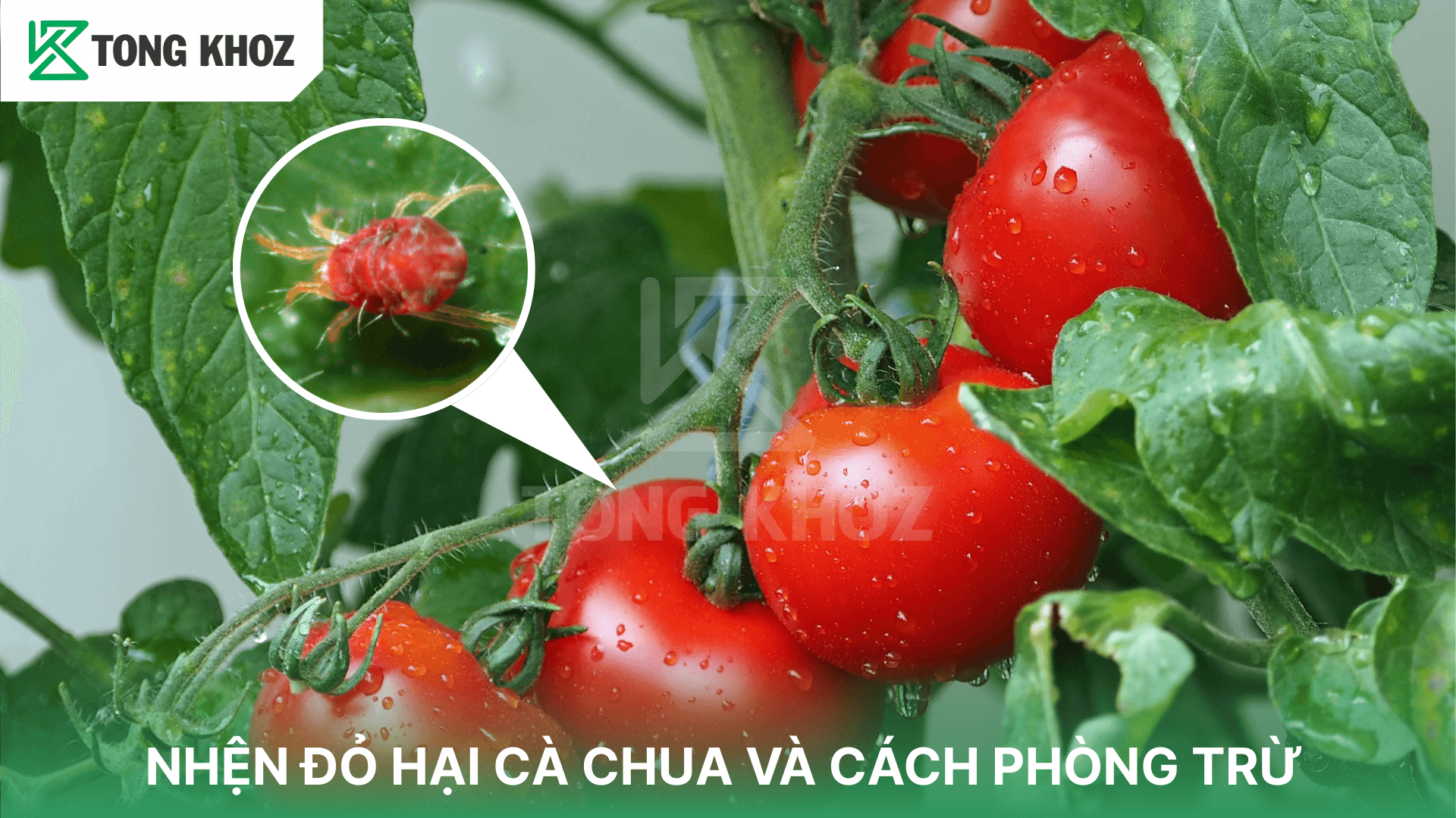NHỆN ĐỎ HẠI CÀ CHUA VÀ CÁCH PHÒNG TRỪ