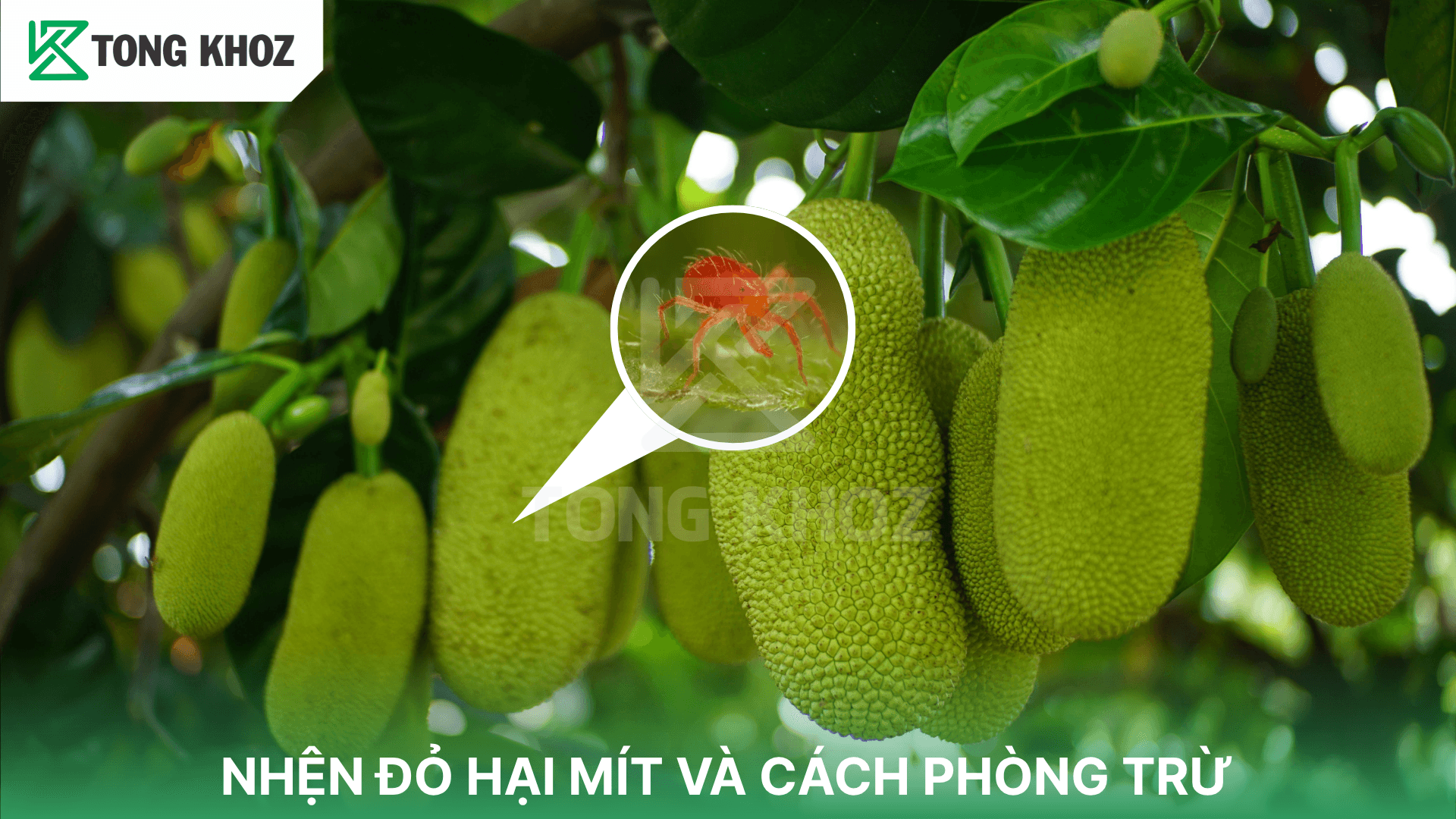 NHỆN ĐỎ HẠI MÍT VÀ CÁCH PHÒNG TRỪ