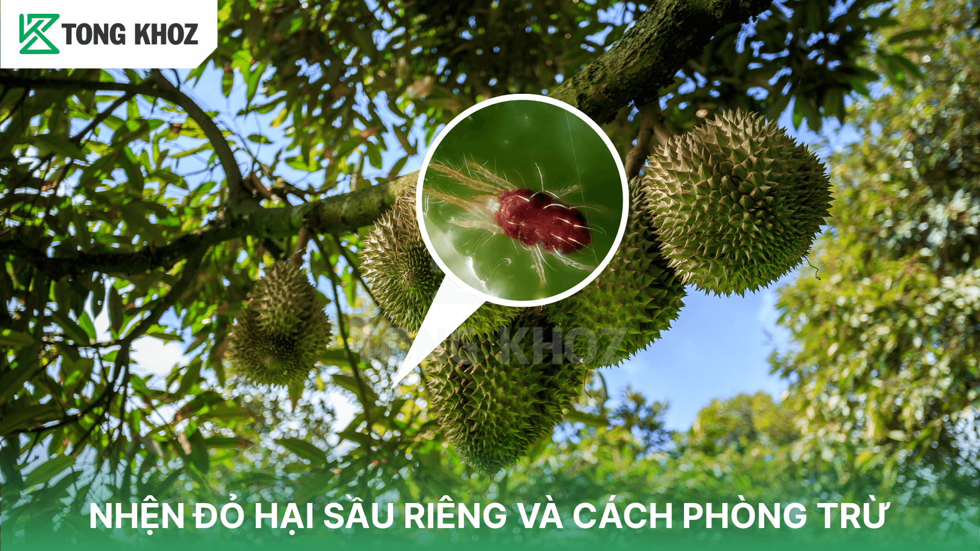 NHỆN ĐỎ HẠI SẦU RIÊNG VÀ CÁCH PHÒNG TRỪ