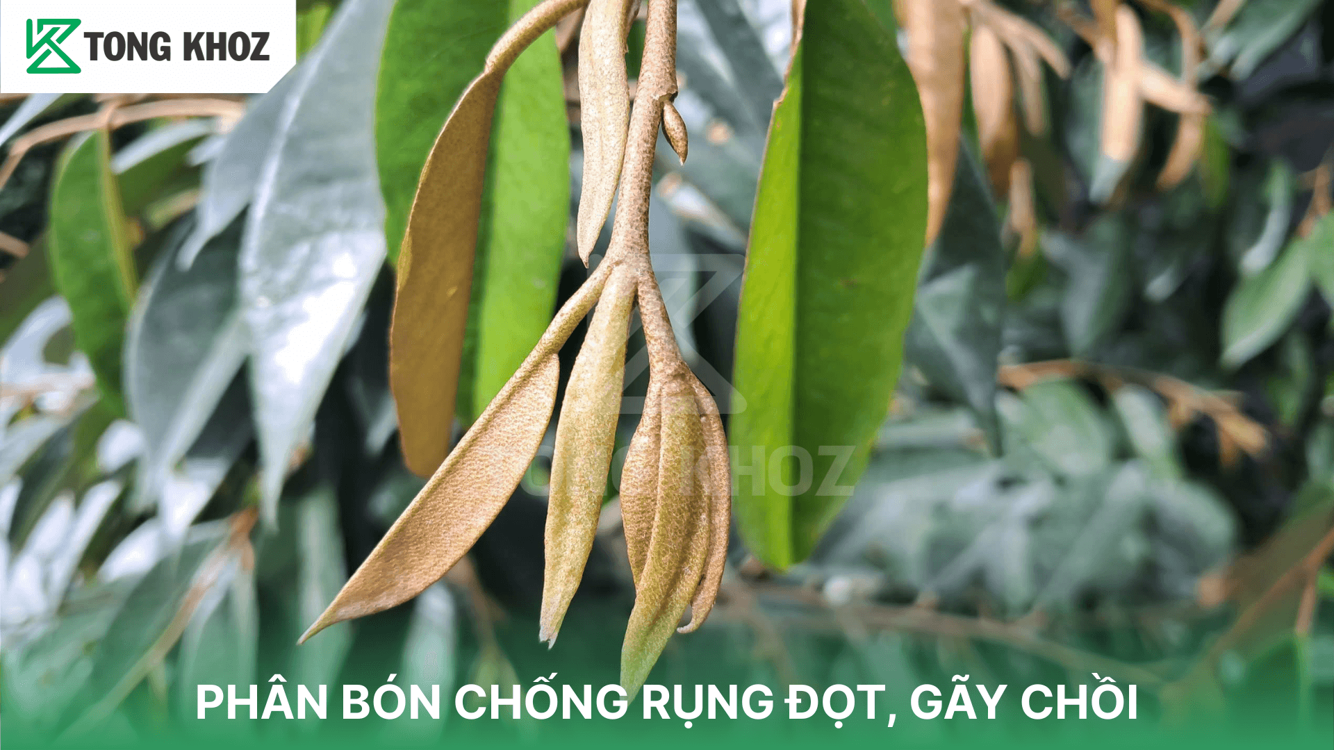 PHÂN BÓN CHỐNG RỤNG ĐỌT, GÃY CHỒI