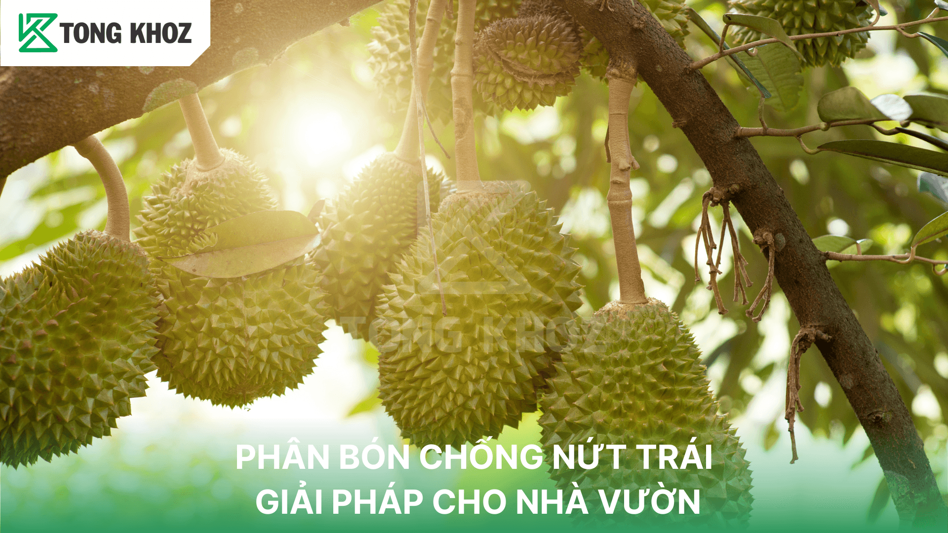 PHÂN BÓN CHỐNG NỨT TRÁI – GIẢI PHÁP CHO NHÀ VƯỜN
