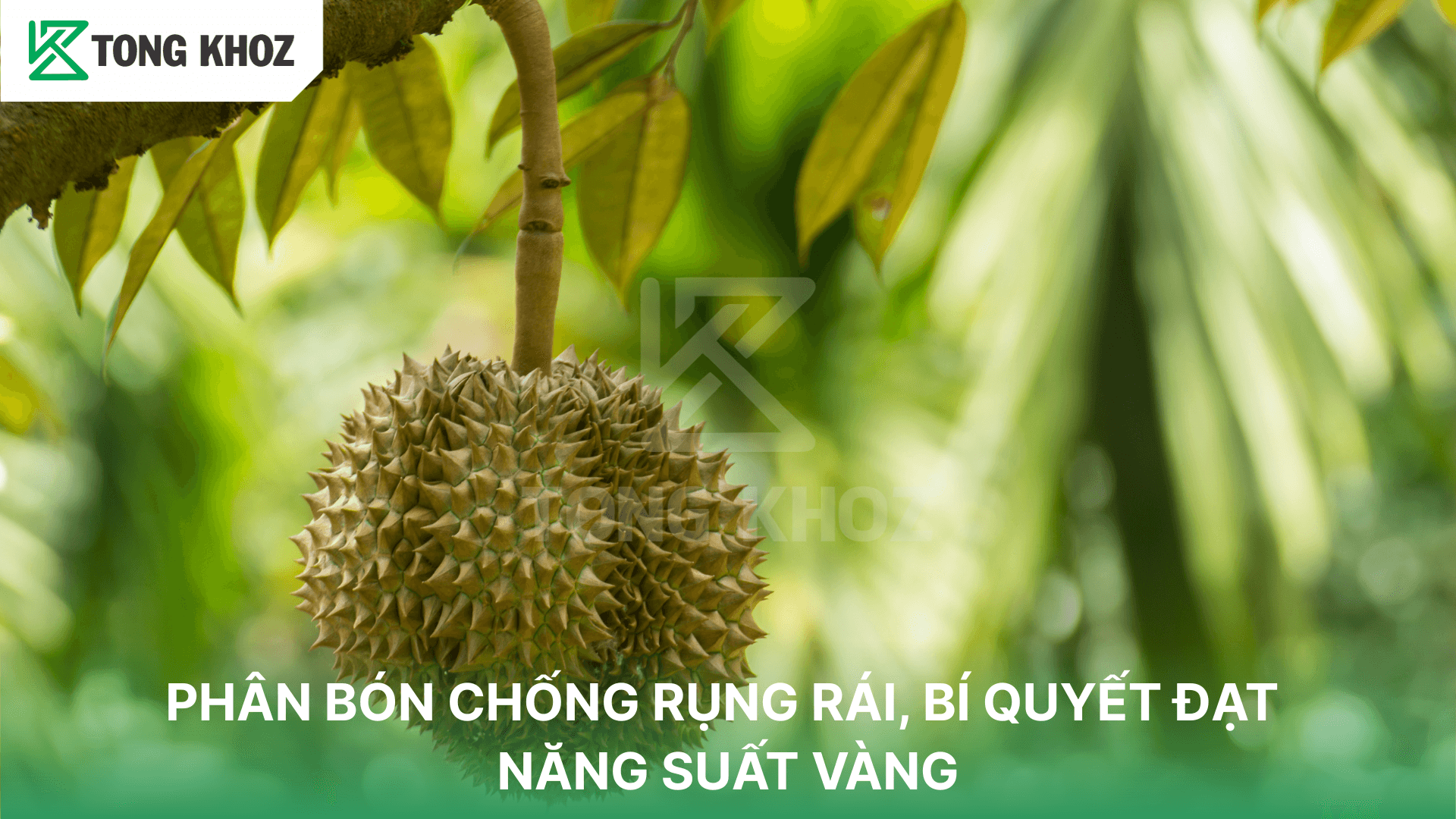 PHÂN BÓN CHỐNG RỤNG RÁI, BÍ QUYẾT ĐẠT NĂNG SUẤT VÀNG
