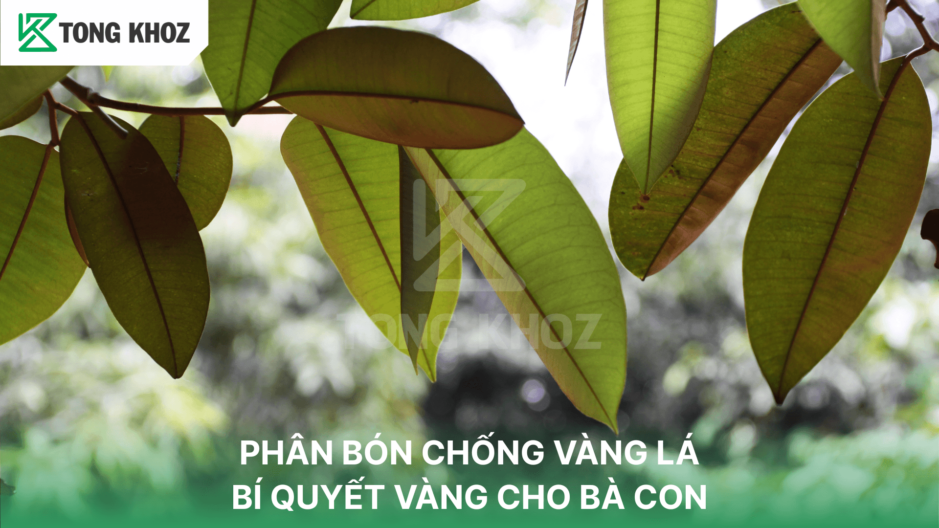 PHÂN BÓN CHỐNG VÀNG LÁ: BÍ QUYẾT VÀNG CHO BÀ CON