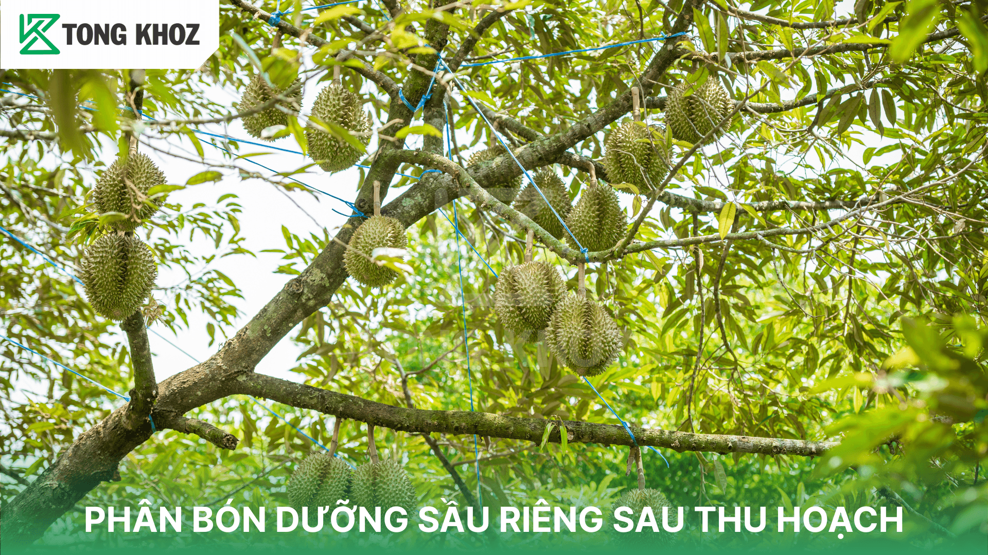 PHÂN BÓN DƯỠNG SẦU RIÊNG SAU THU HOẠCH