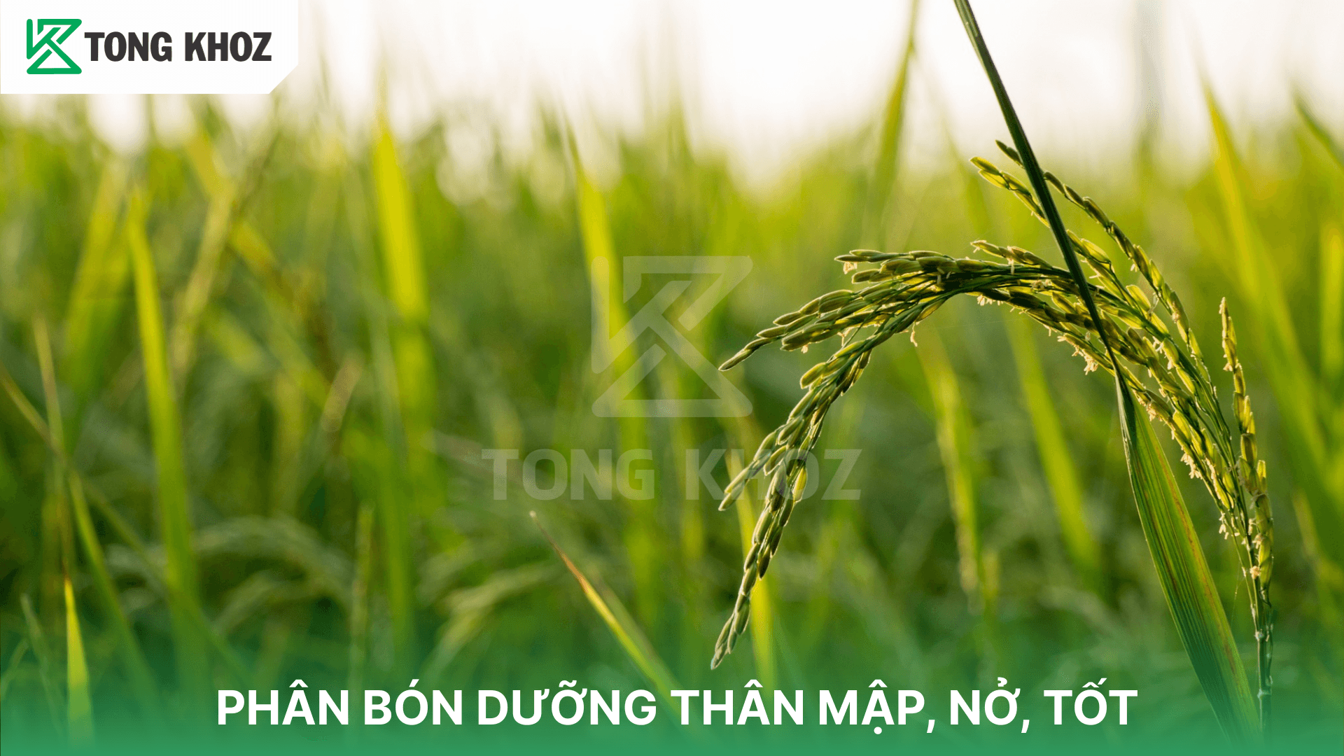 PHÂN BÓN DƯỠNG THÂN MẬP, NỞ, TỐT