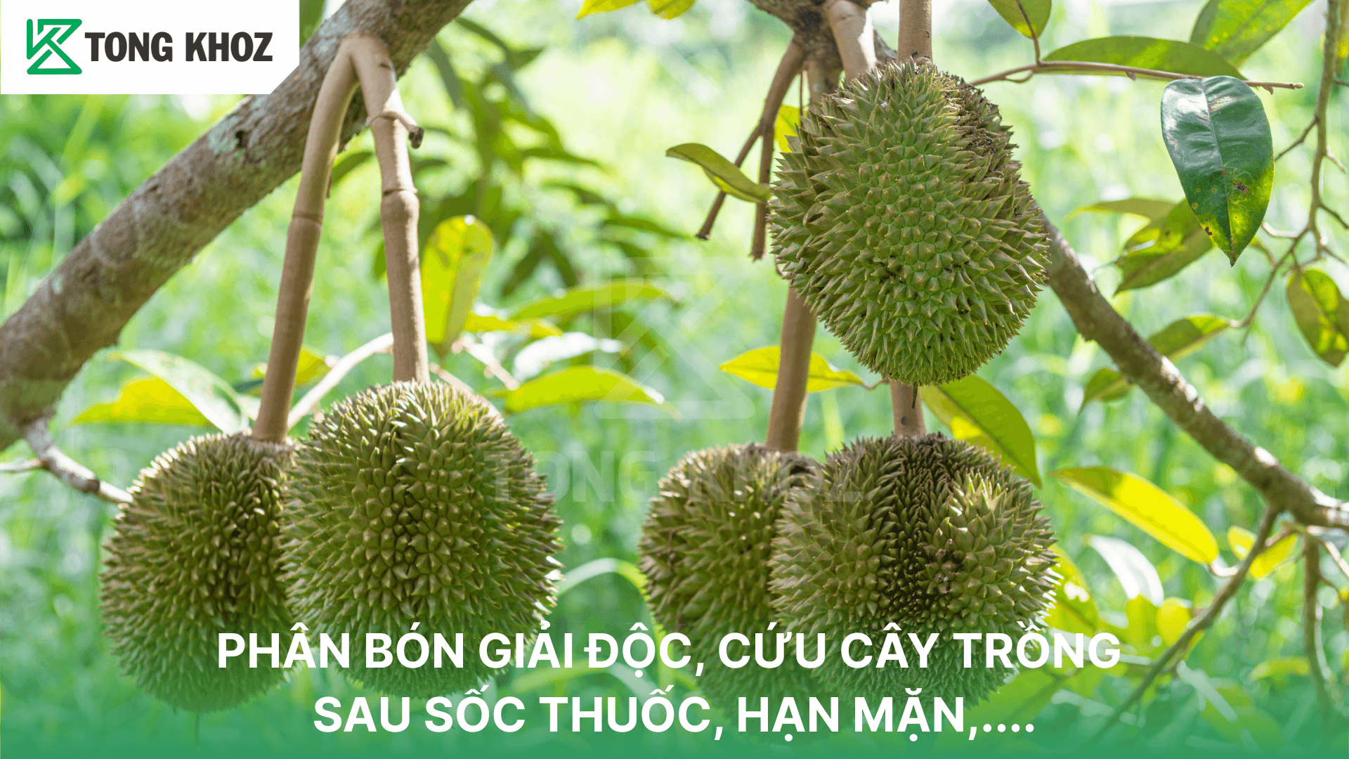 PHÂN BÓN GIẢI ĐỘC, CỨU CÂY TRỒNG SAU SỐC THUỐC, HẠN MẶN,….