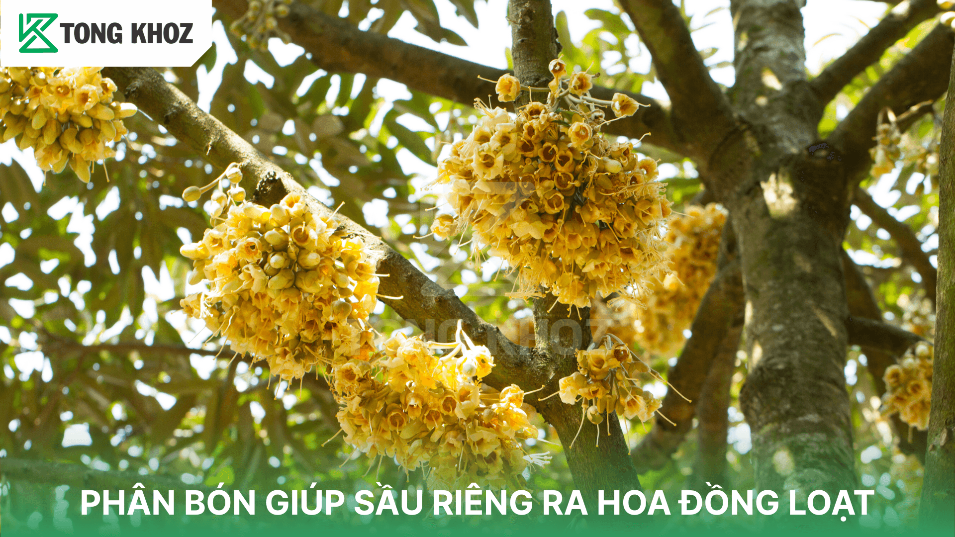 PHÂN BÓN GIÚP SẦU RIÊNG RA HOA ĐỒNG LOẠT