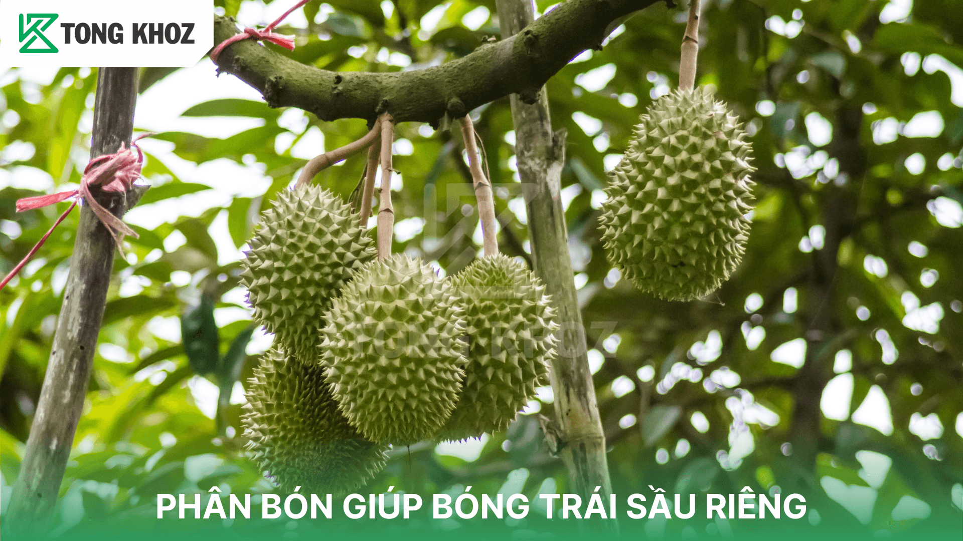 PHÂN BÓN GIÚP BÓNG TRÁI SẦU RIÊNG