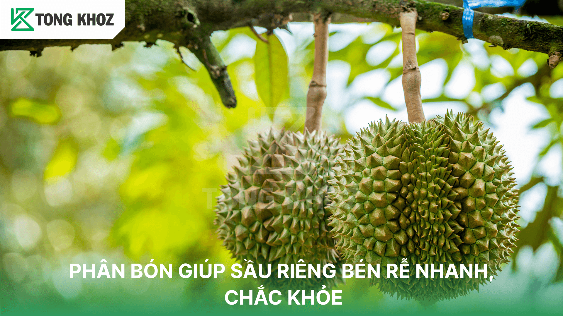 PHÂN BÓN GIÚP SẦU RIÊNG BÉN RỄ NHANH, CHẮC KHỎE