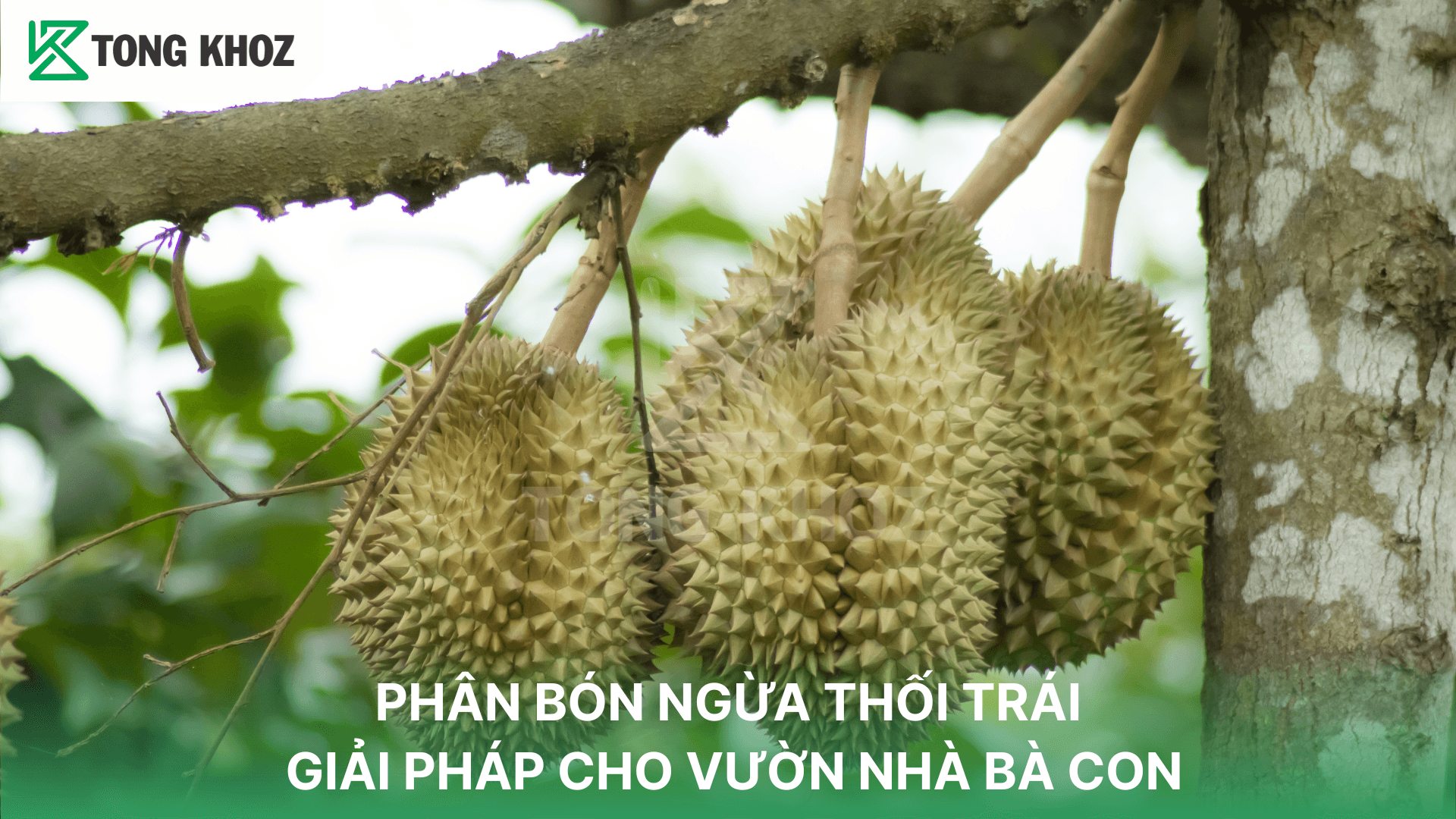 PHÂN BÓN NGỪA THỐI TRÁI – GIẢI PHÁP CHO VƯỜN NHÀ BÀ CON