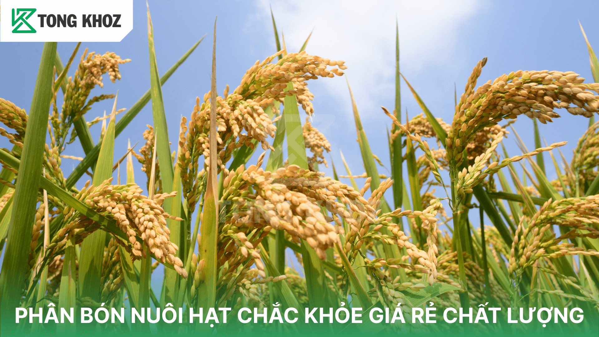 PHÂN BÓN NUÔI HẠT CHẮC KHỎE GIÁ RẺ CHẤT LƯỢNG