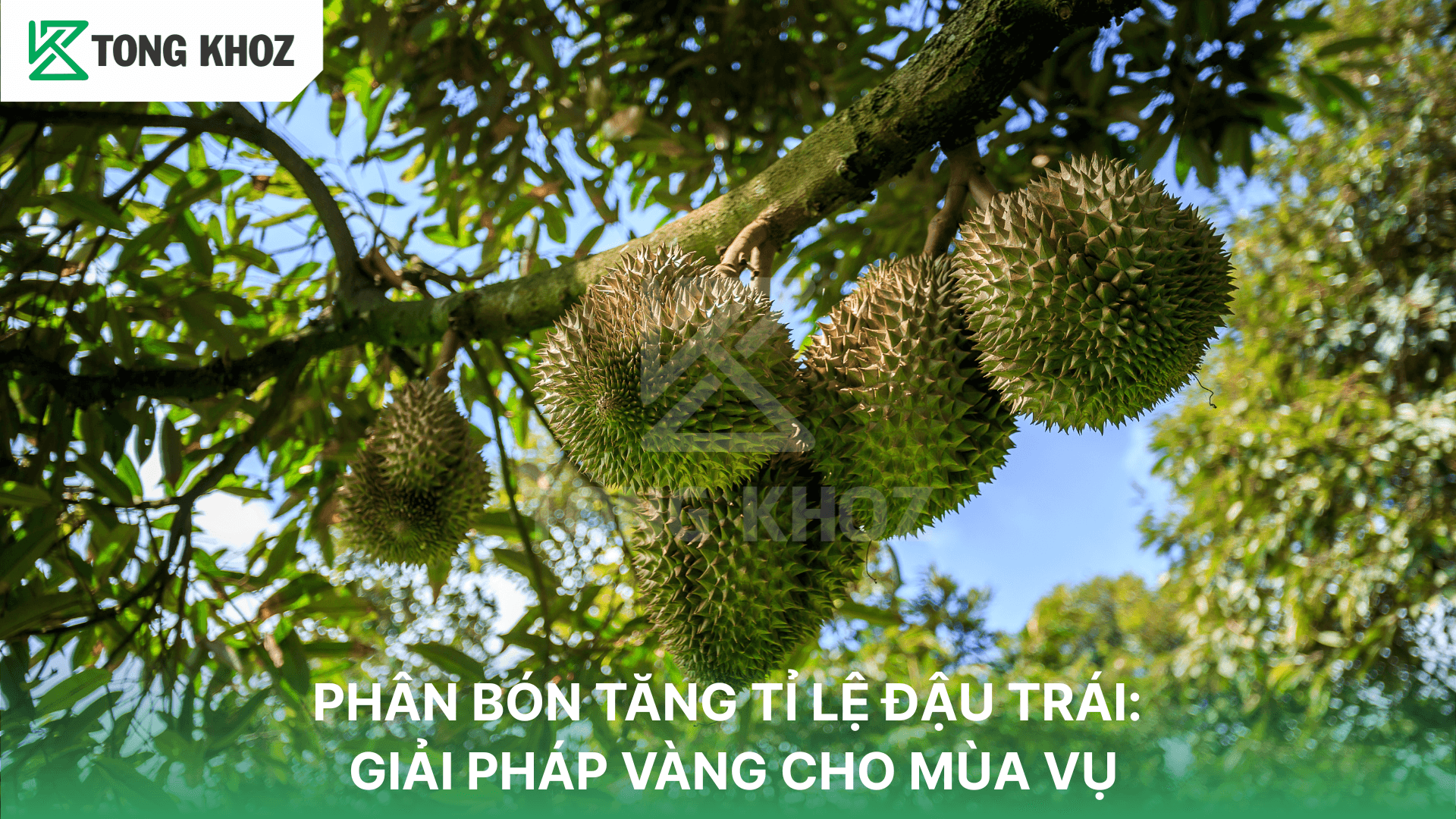 PHÂN BÓN TĂNG TỈ LỆ ĐẬU TRÁI: GIẢI PHÁP VÀNG CHO MÙA VỤ