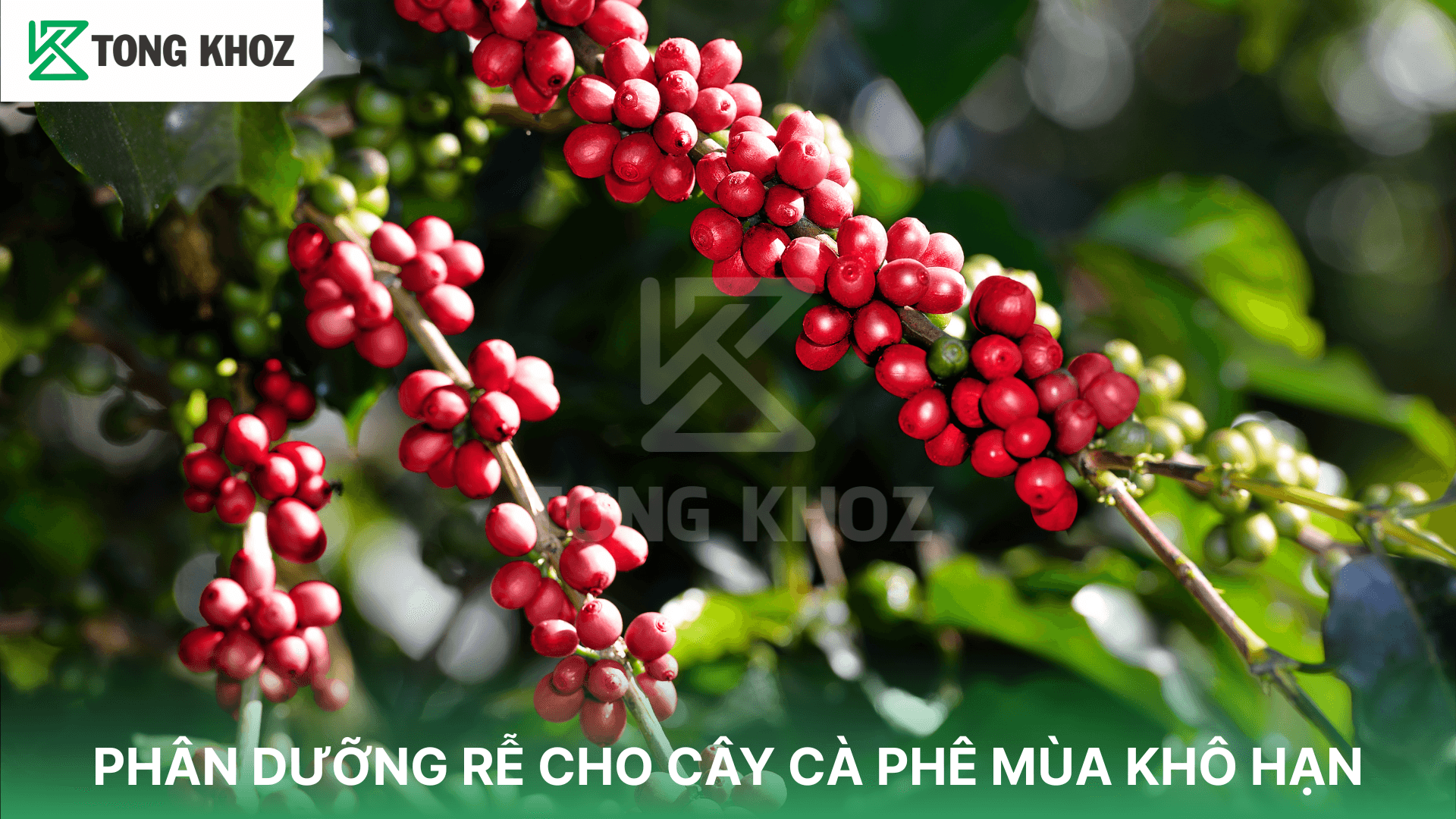 PHÂN DƯỠNG RỄ CHO CÂY CÀ PHÊ MÙA KHÔ HẠN